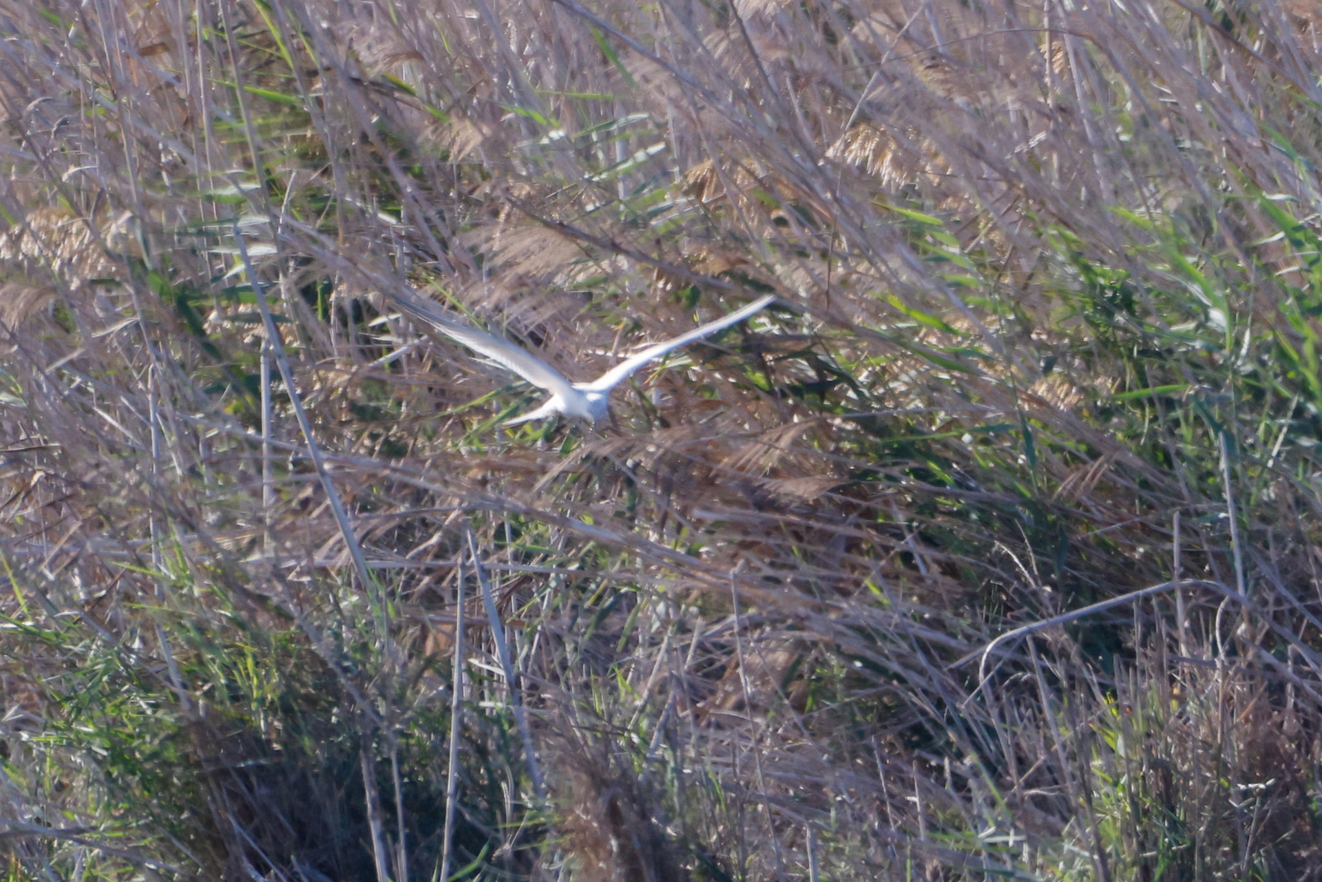 Gull-billed Tern