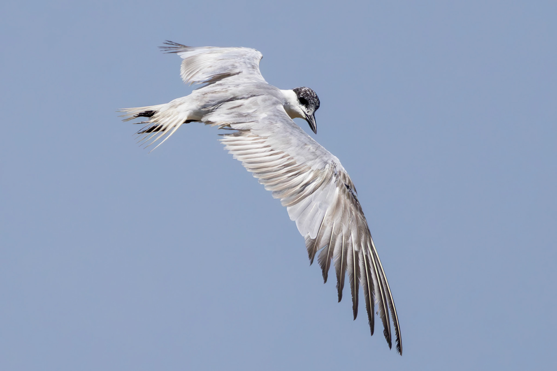 Gull -billed Tern