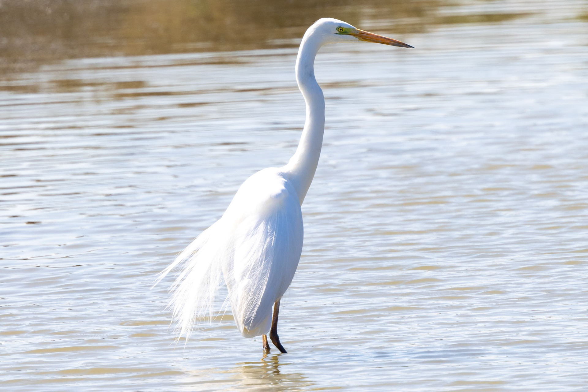 Great White Egret