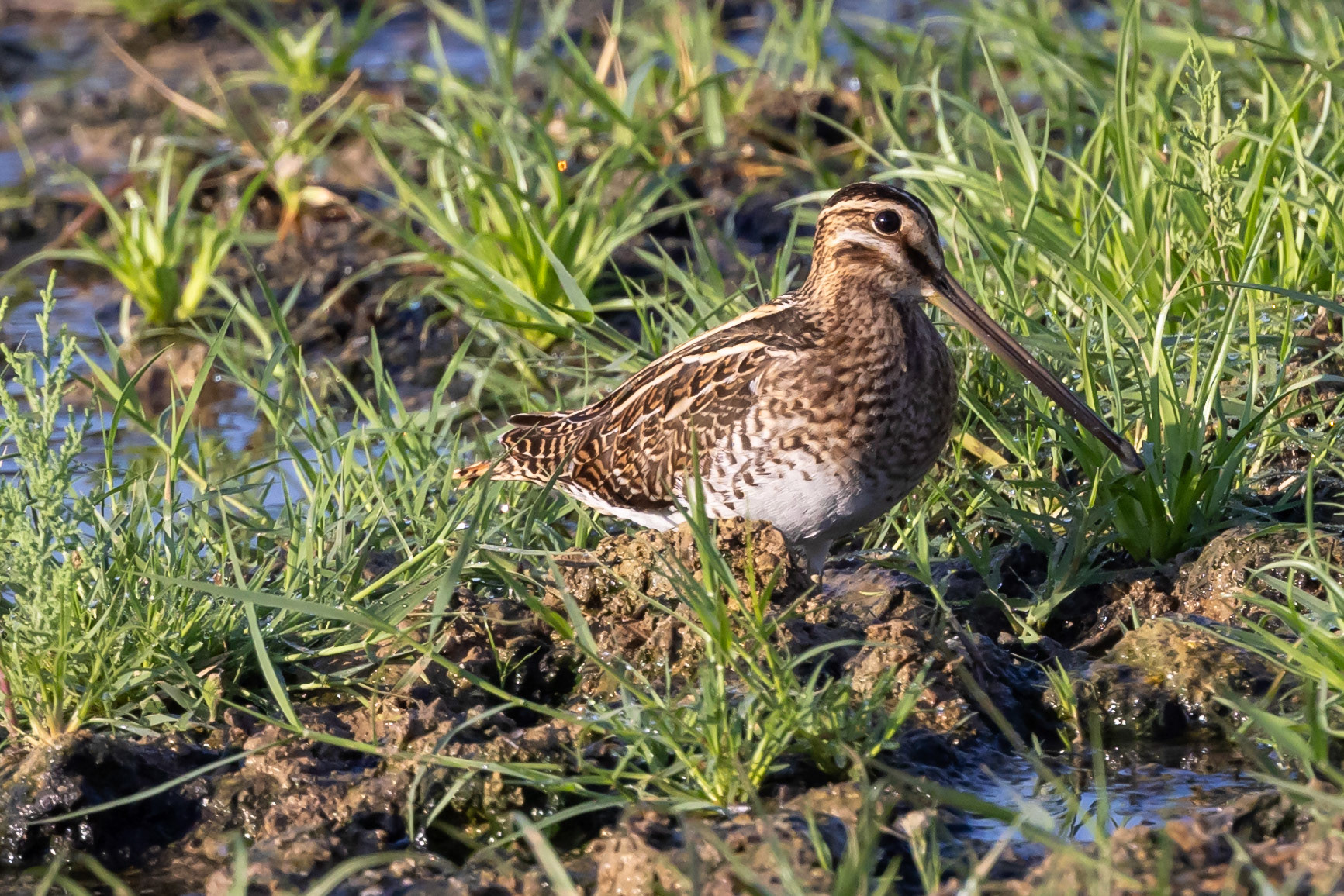 Snipe