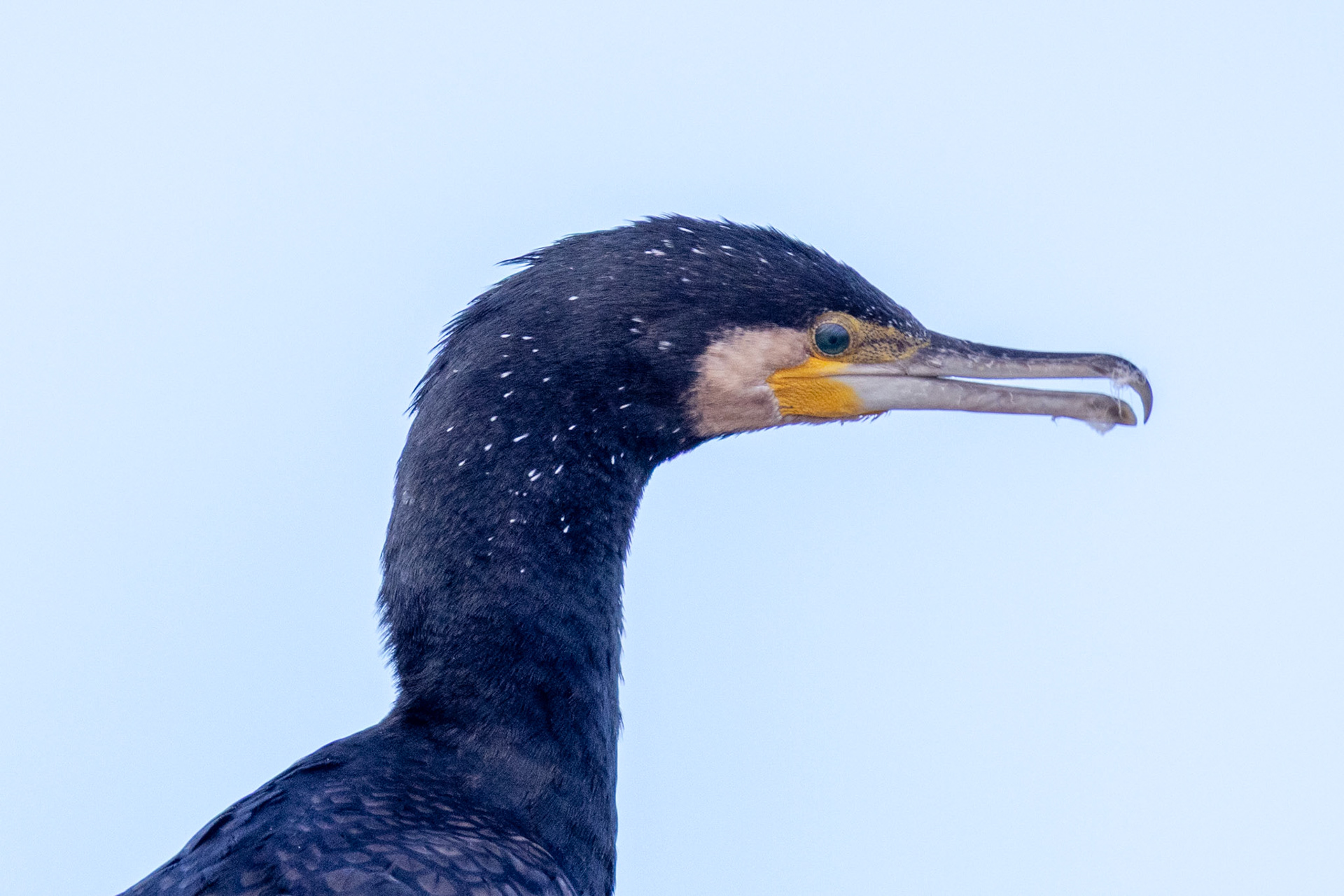 Great Cormorant
