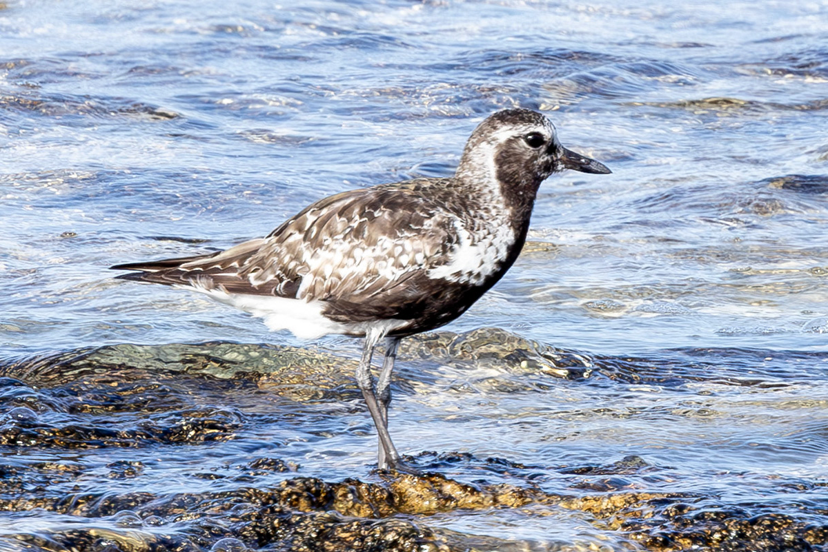 Grey Plover