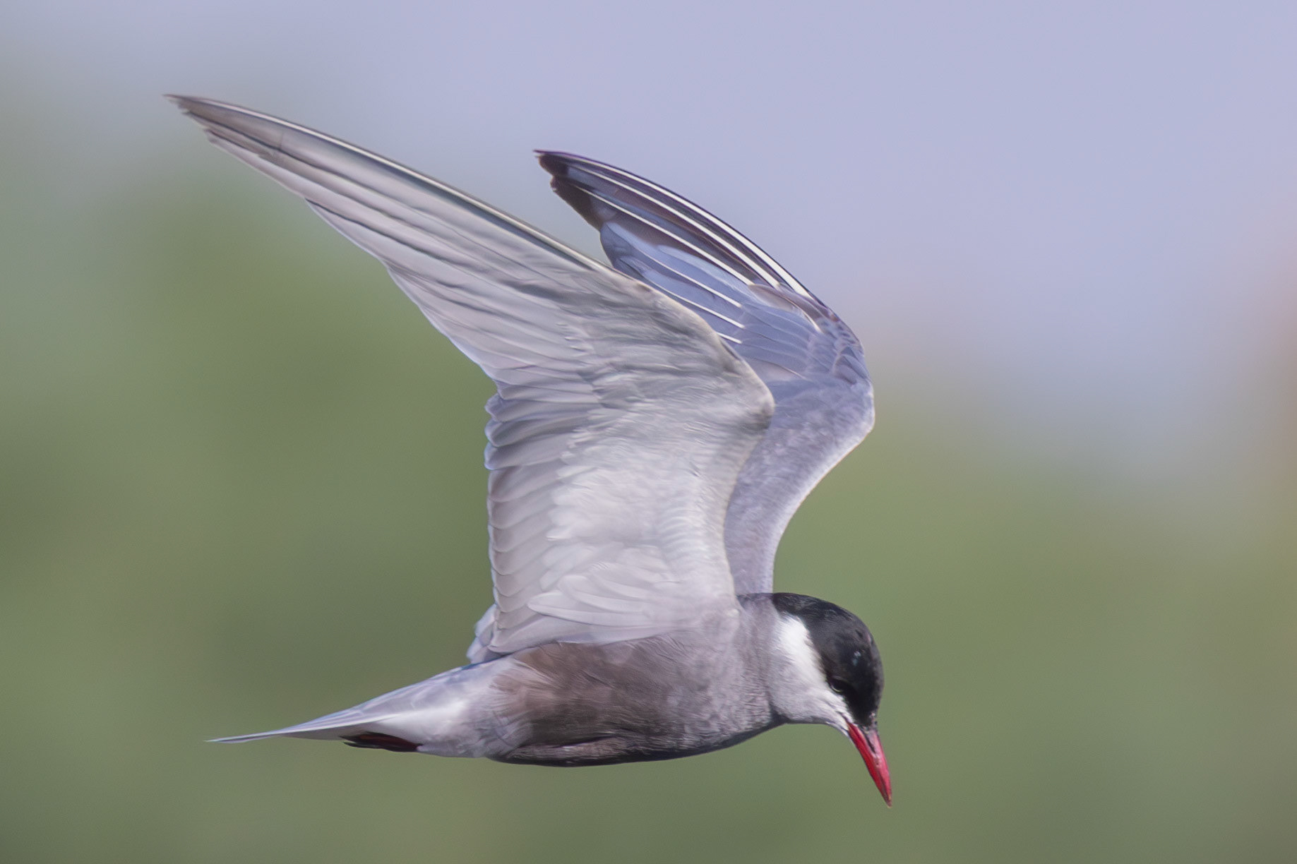 Whiskered Tern