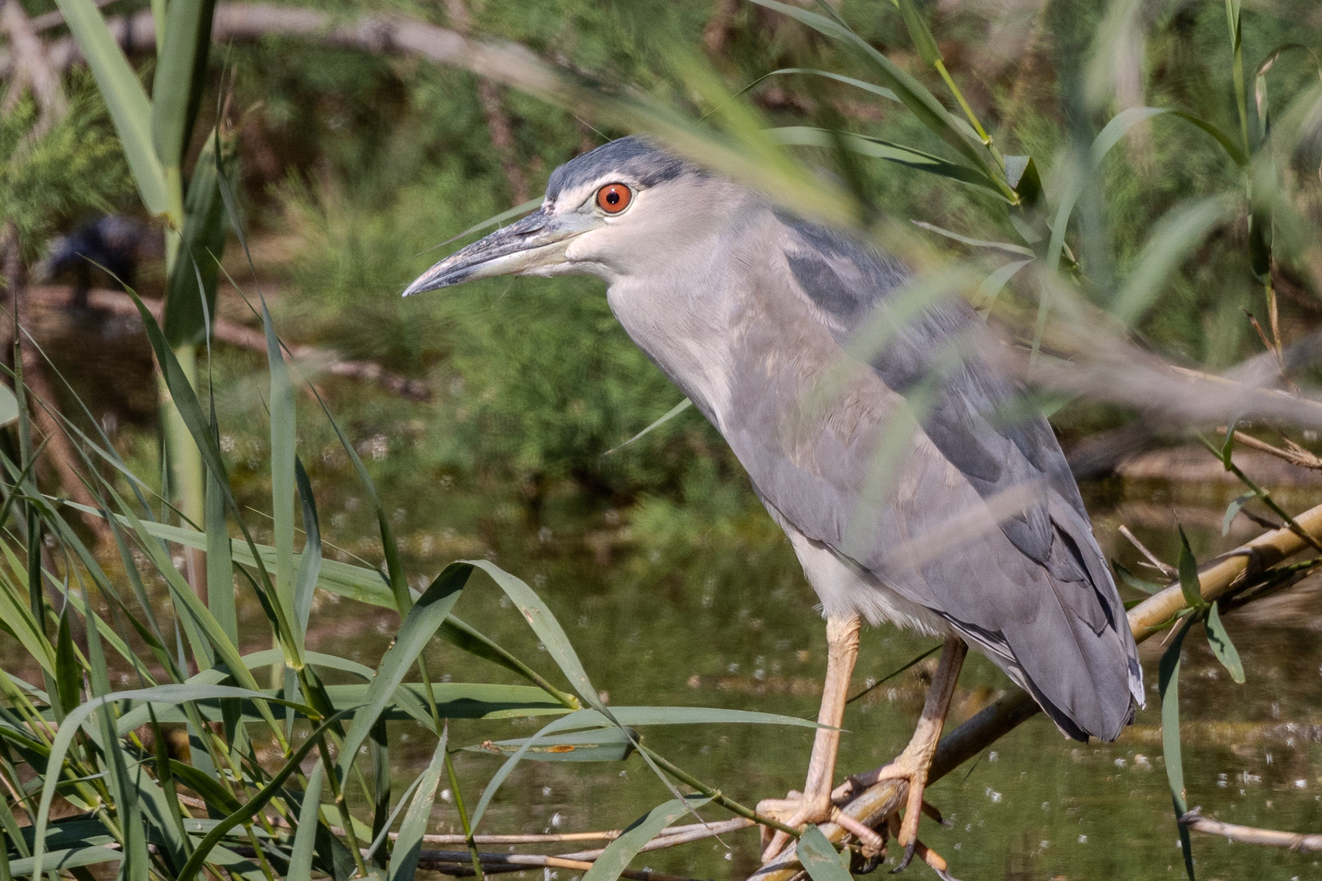 Black-crowned Night Heron