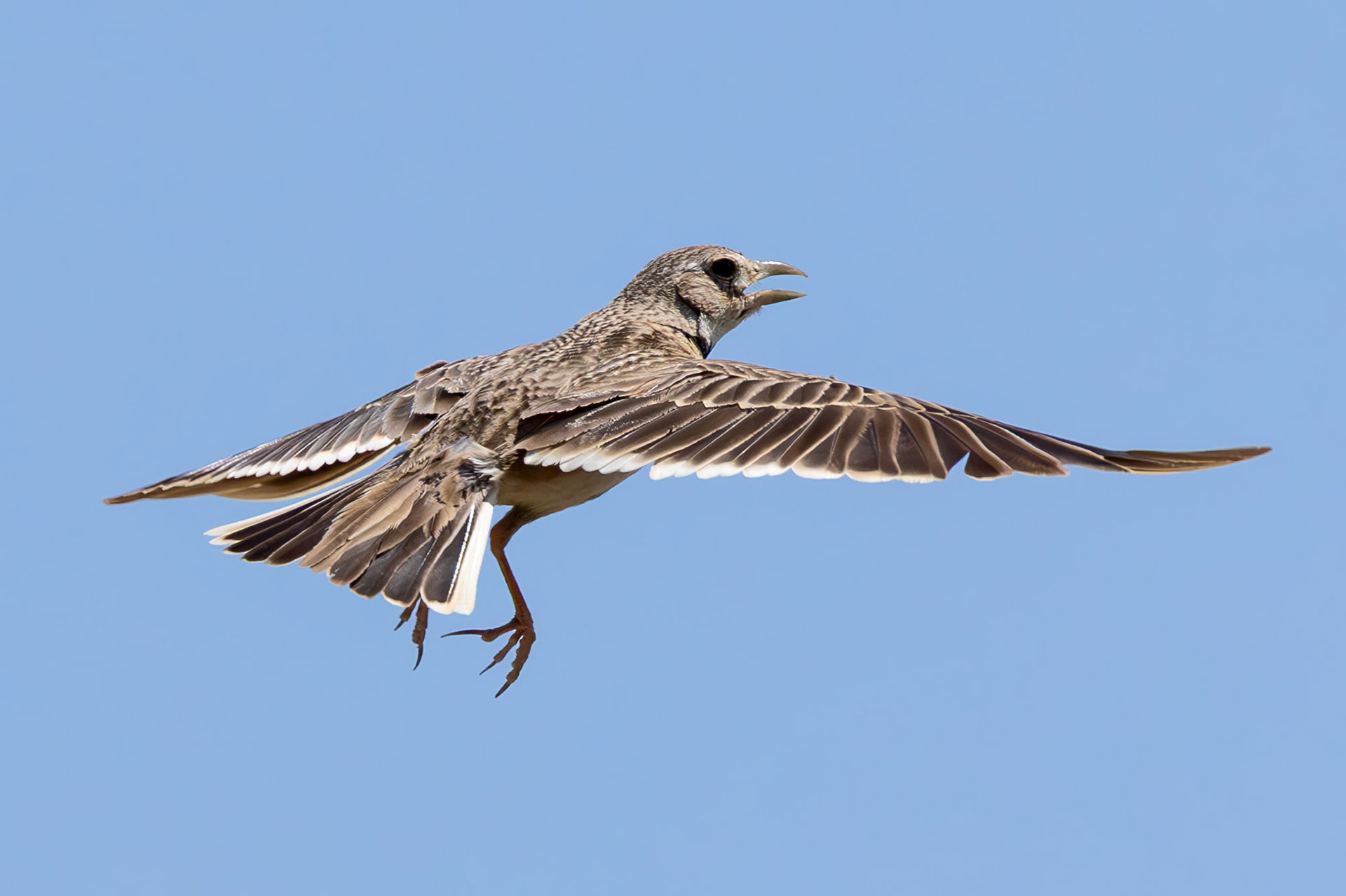 Calandra Lark