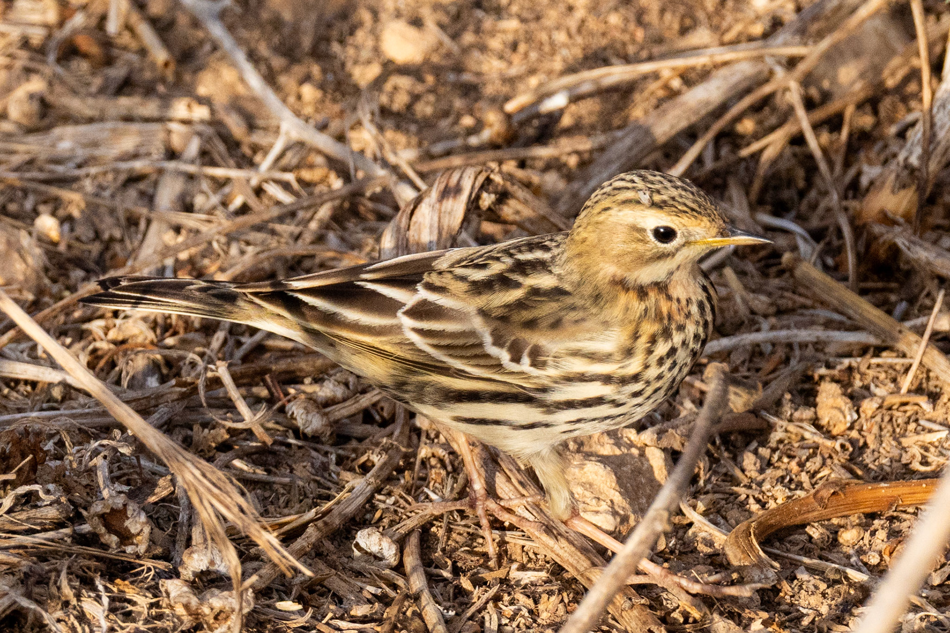 Red-throated Pipit
