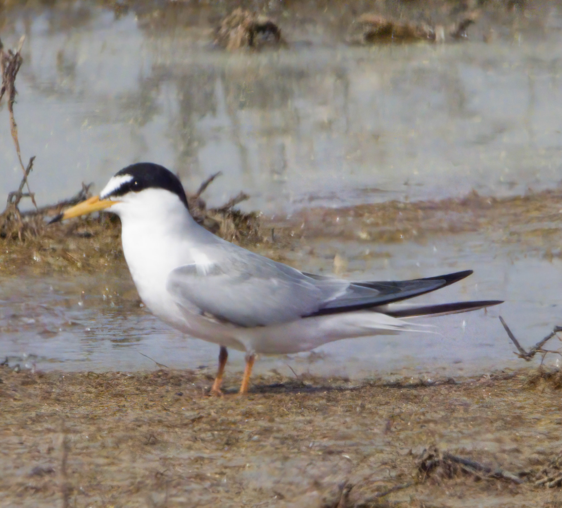 Little Tern