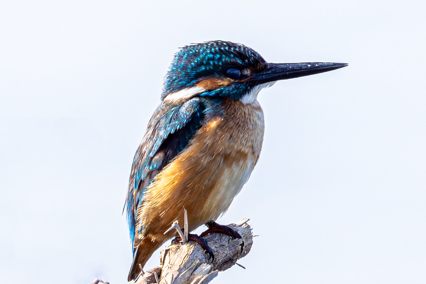 Common Kingfisher