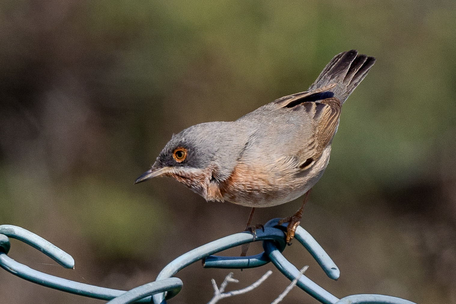 Eastern Subalpine Warbler