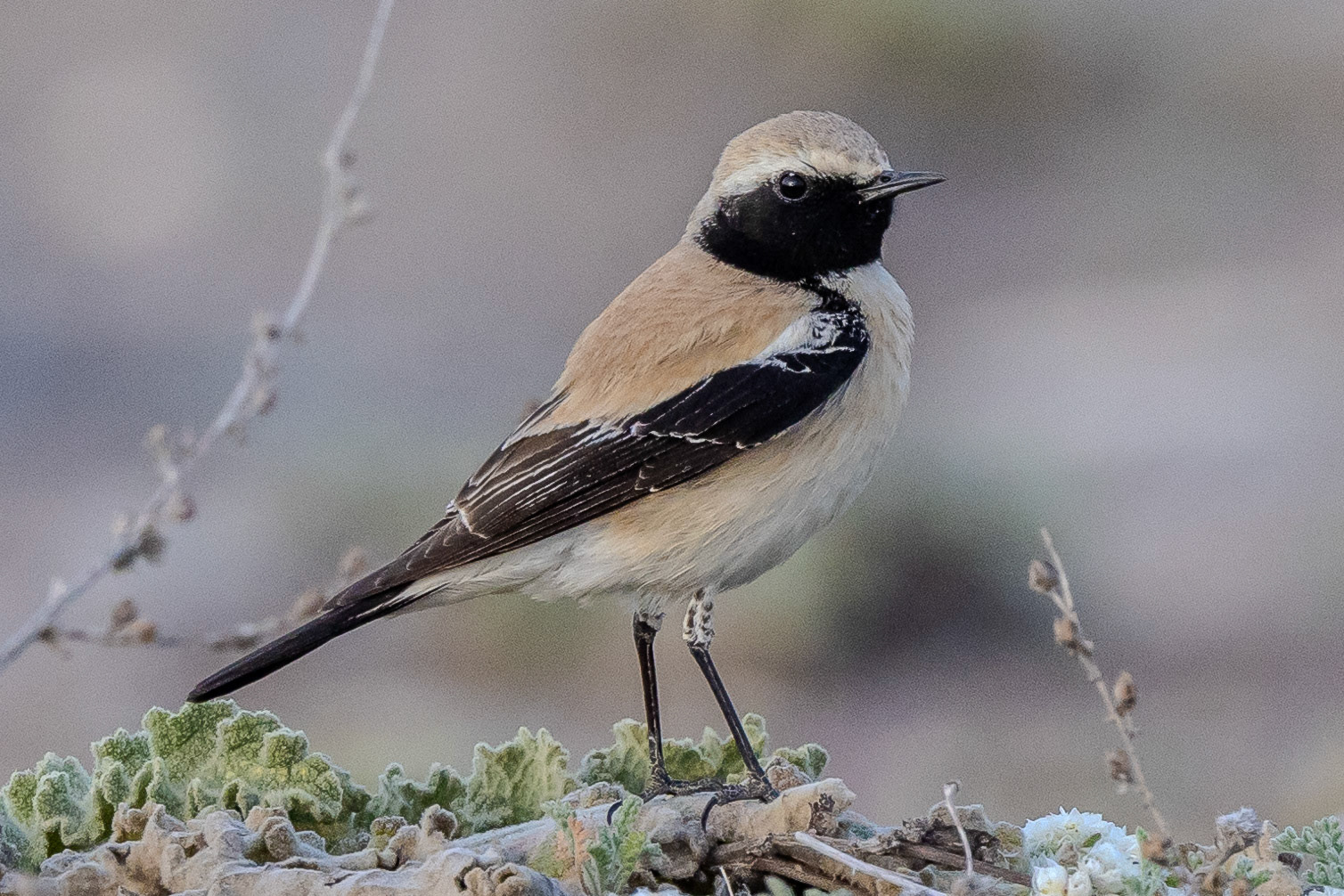 Desert Wheatear