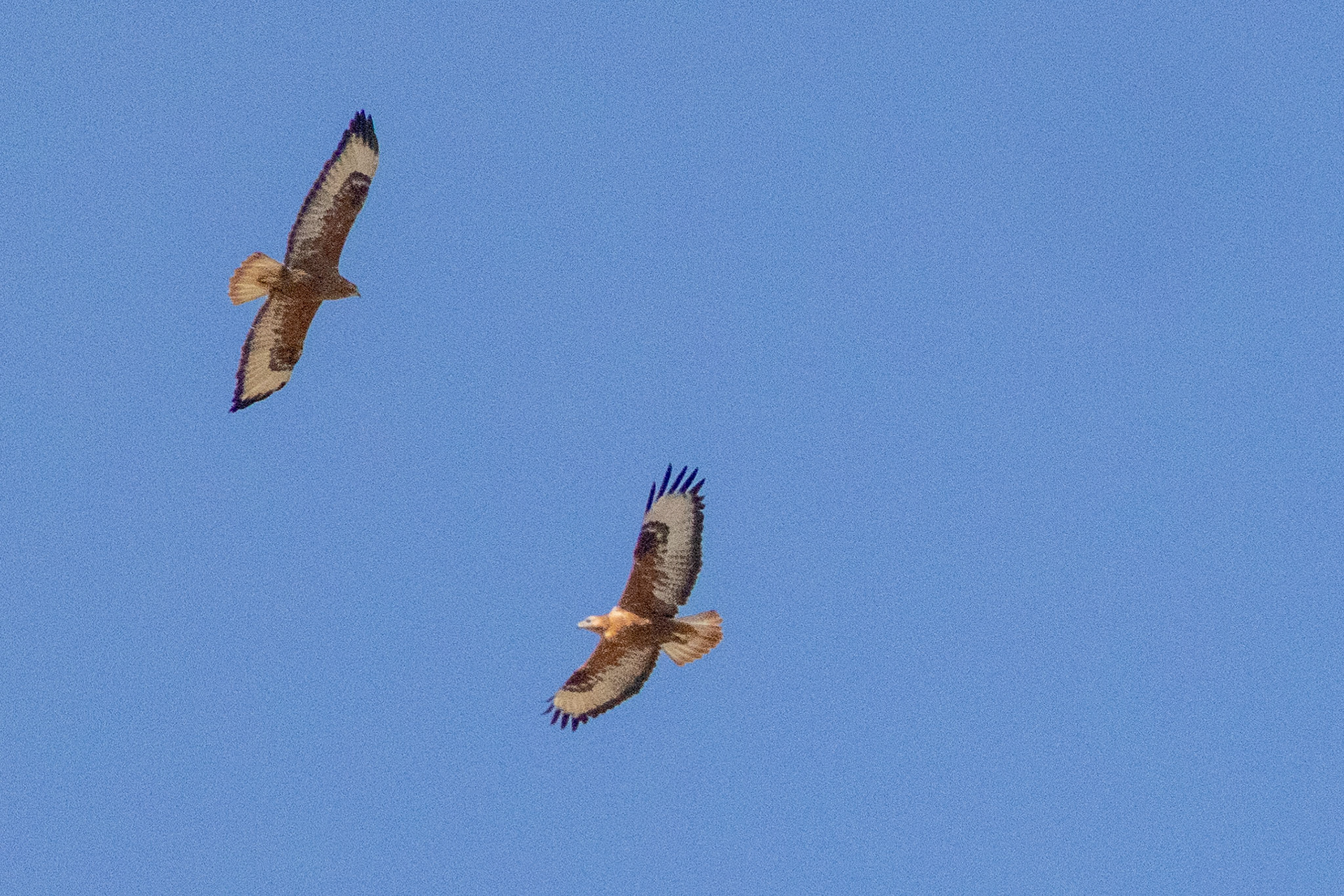 Long-legged Buzzard