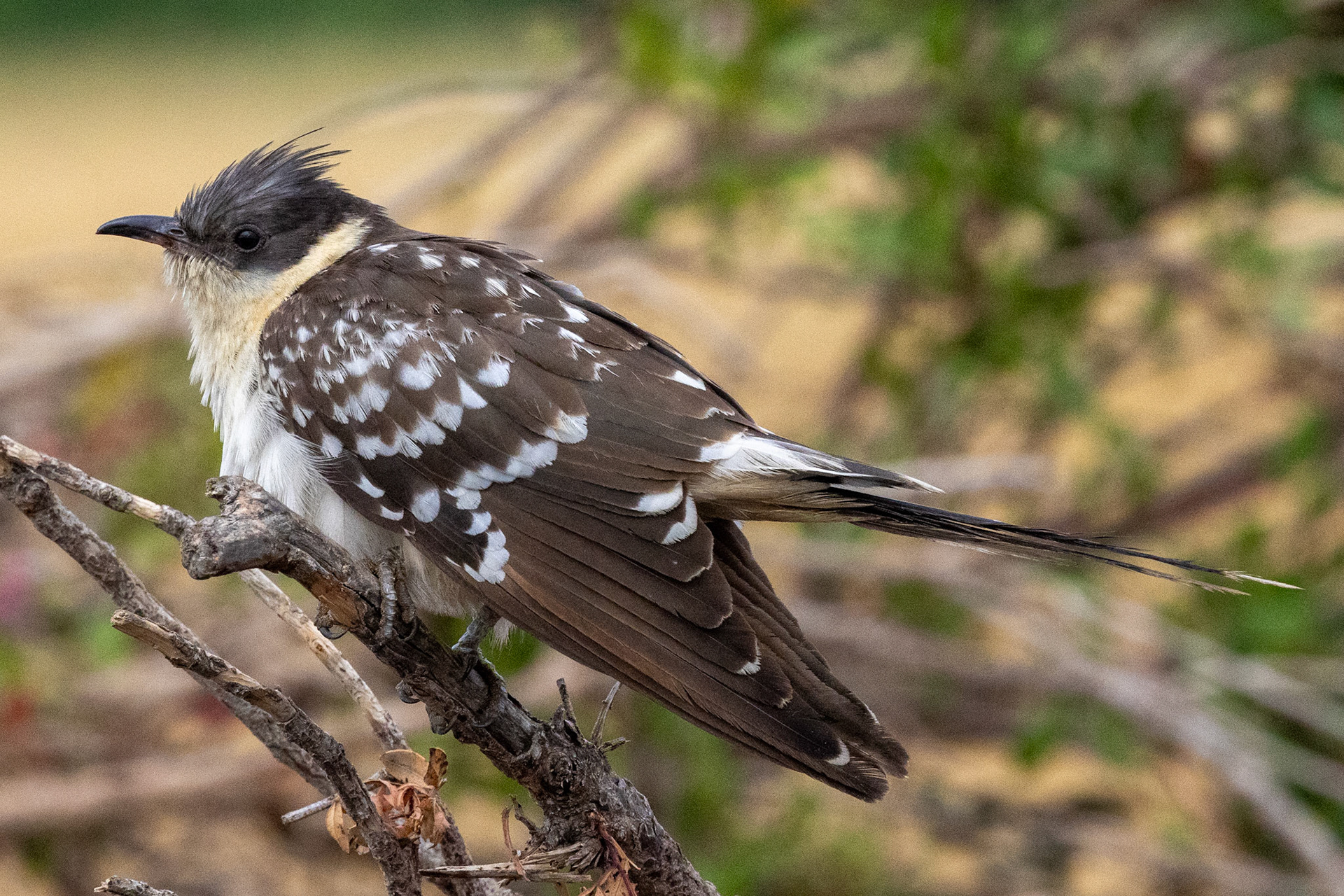 Great Spotted Cuckoo