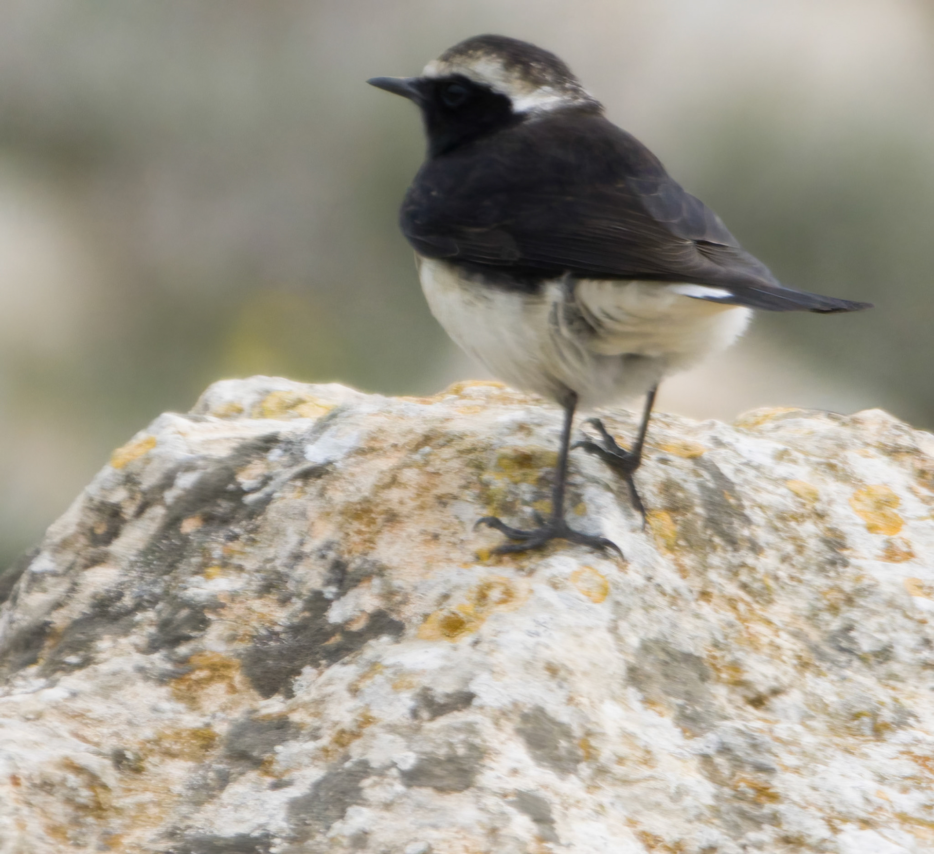 Cyprus Wheatear