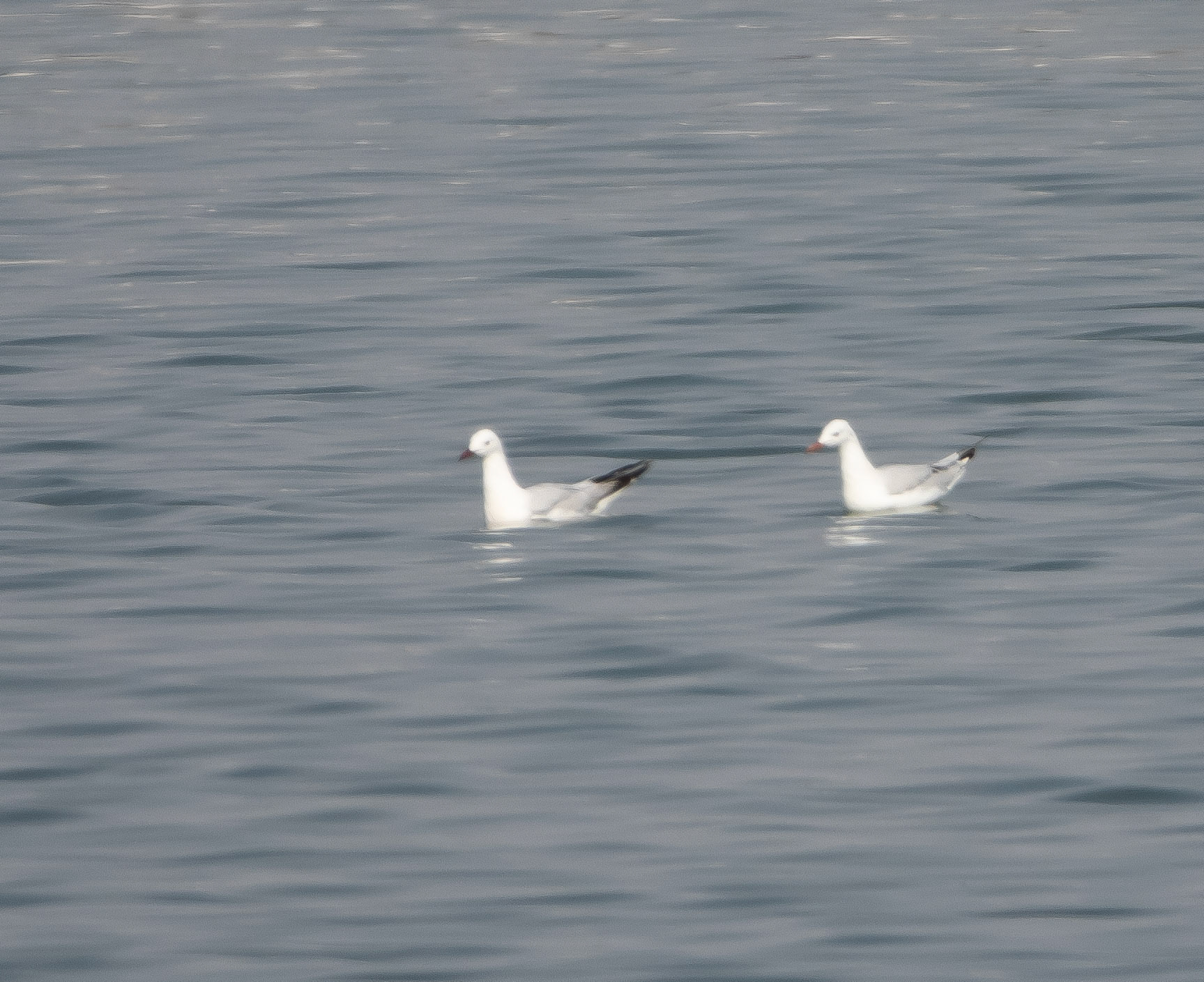 Slender Billed Gull