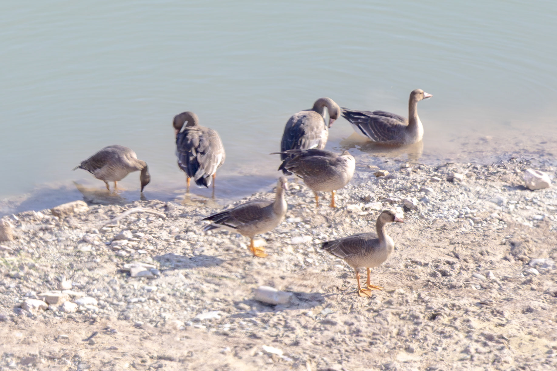 Greater White-fronted Goose