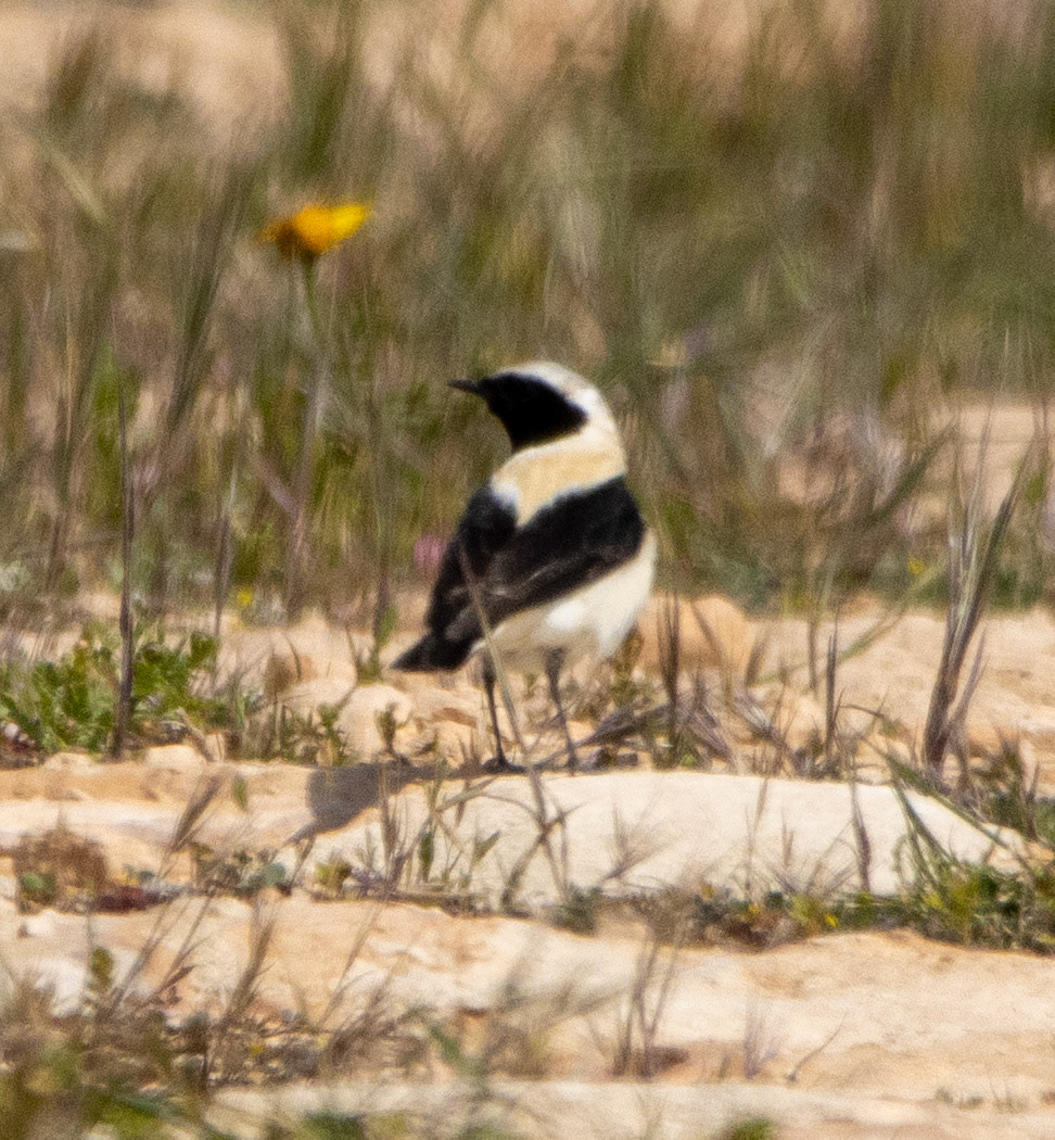 Black-eared Wheatear