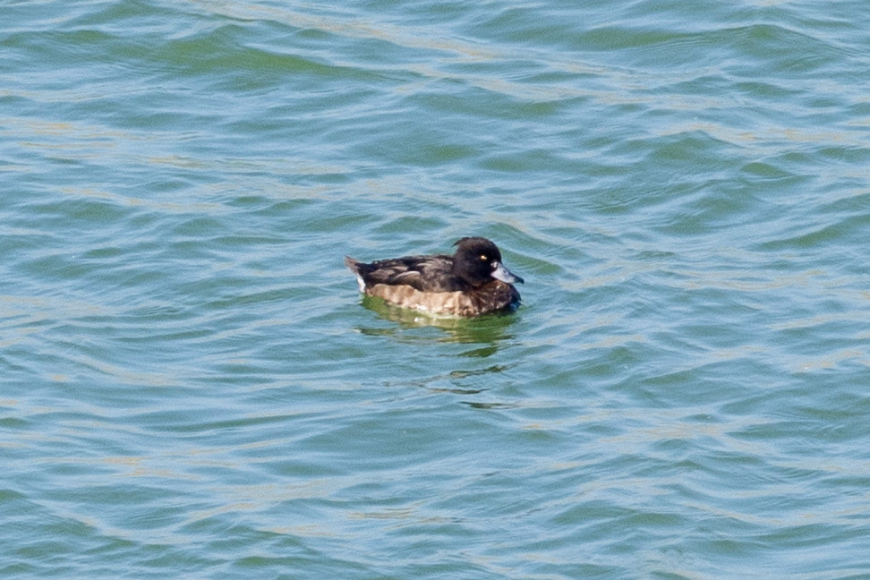 Tufted Duck male