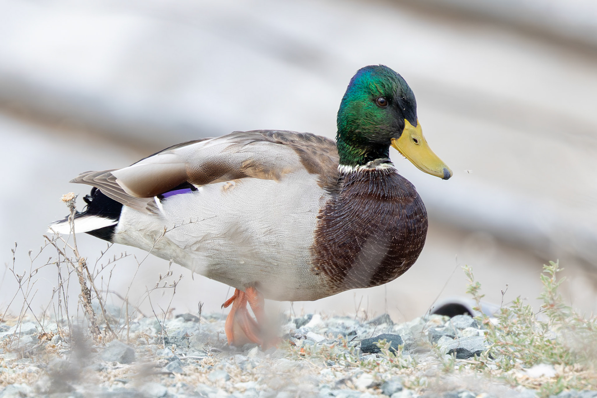 Mallard