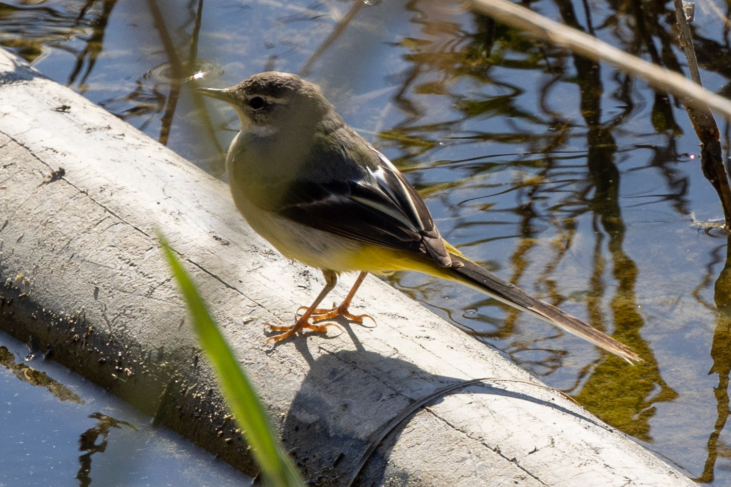 Grey Wagtail