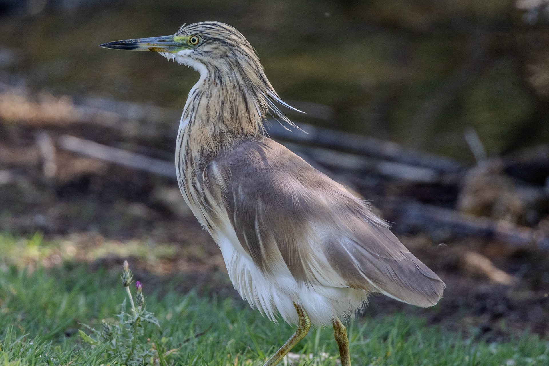 Squacco Heron