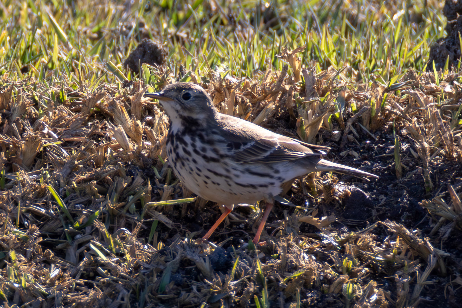 Siberian Pipit