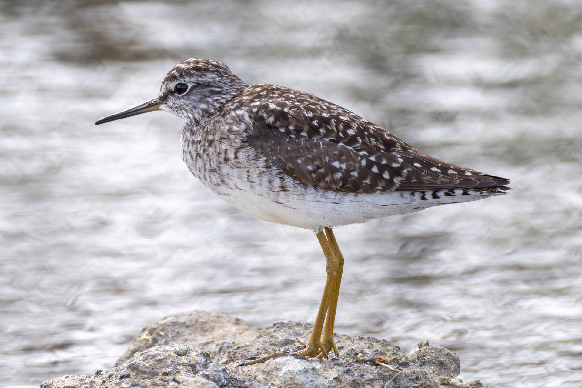 Wood Sandpiper