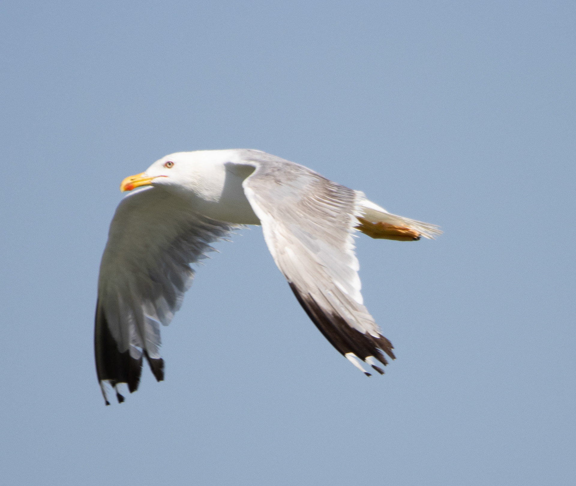 Yellow-legged Gull
