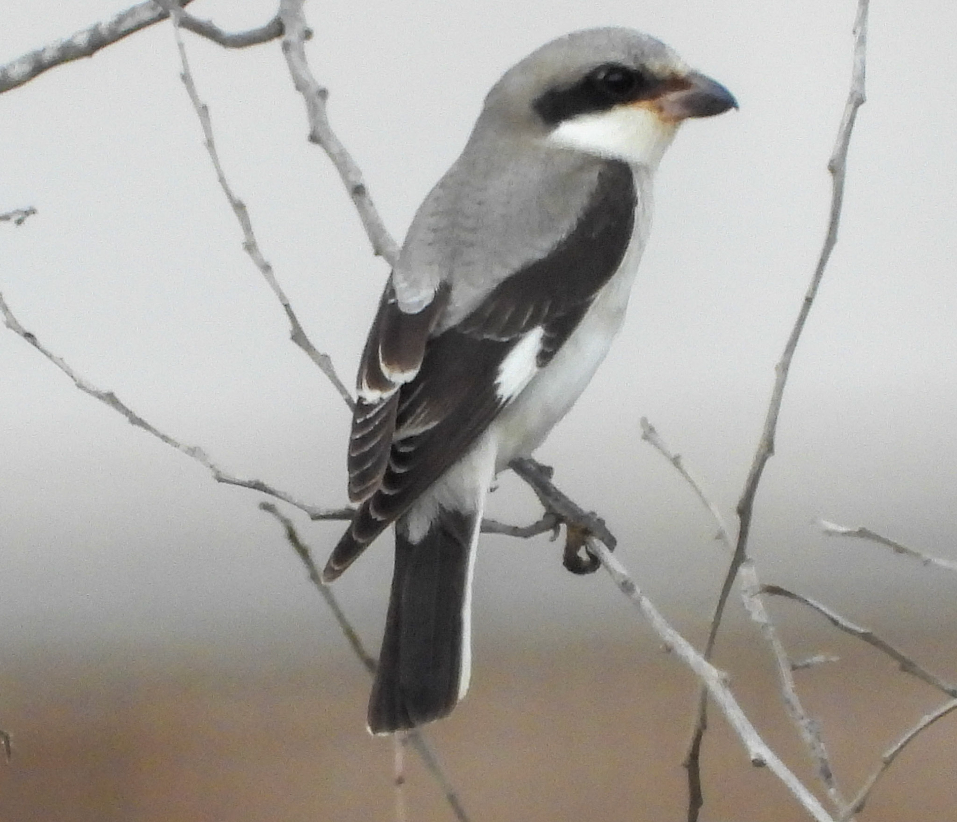 Lesser Grey SHrike