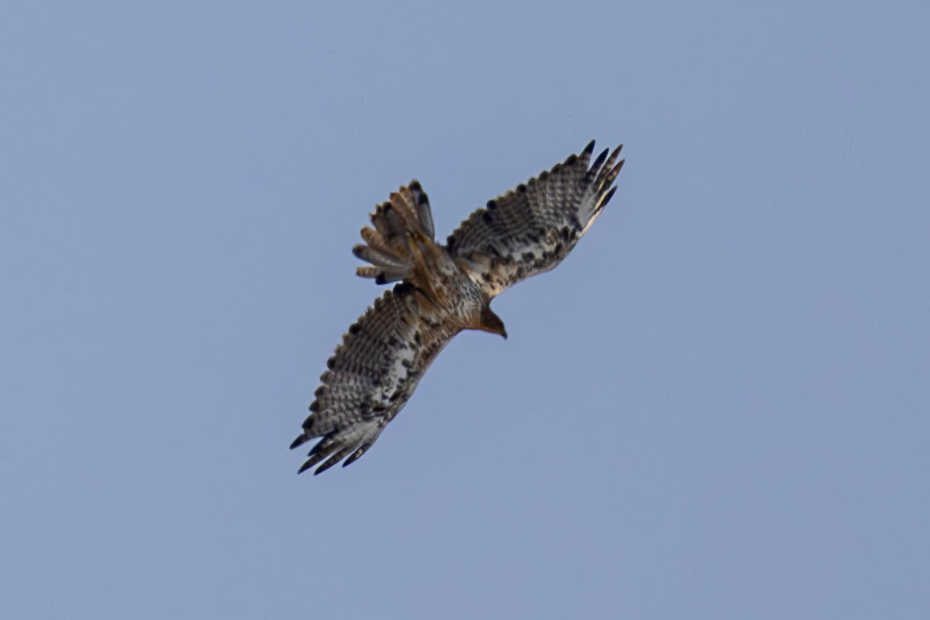 Bonelli's Eagle