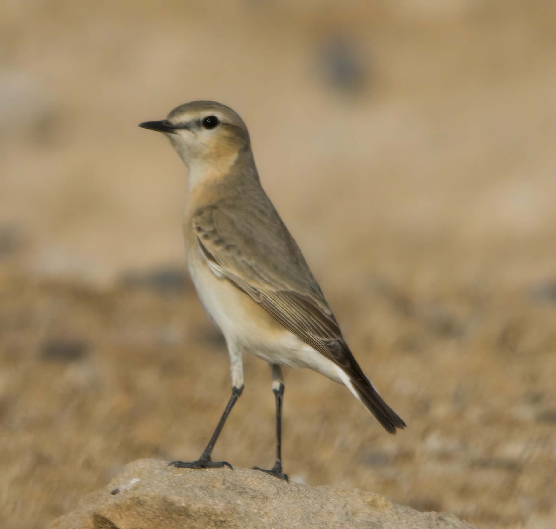 Isabelline Wheatear