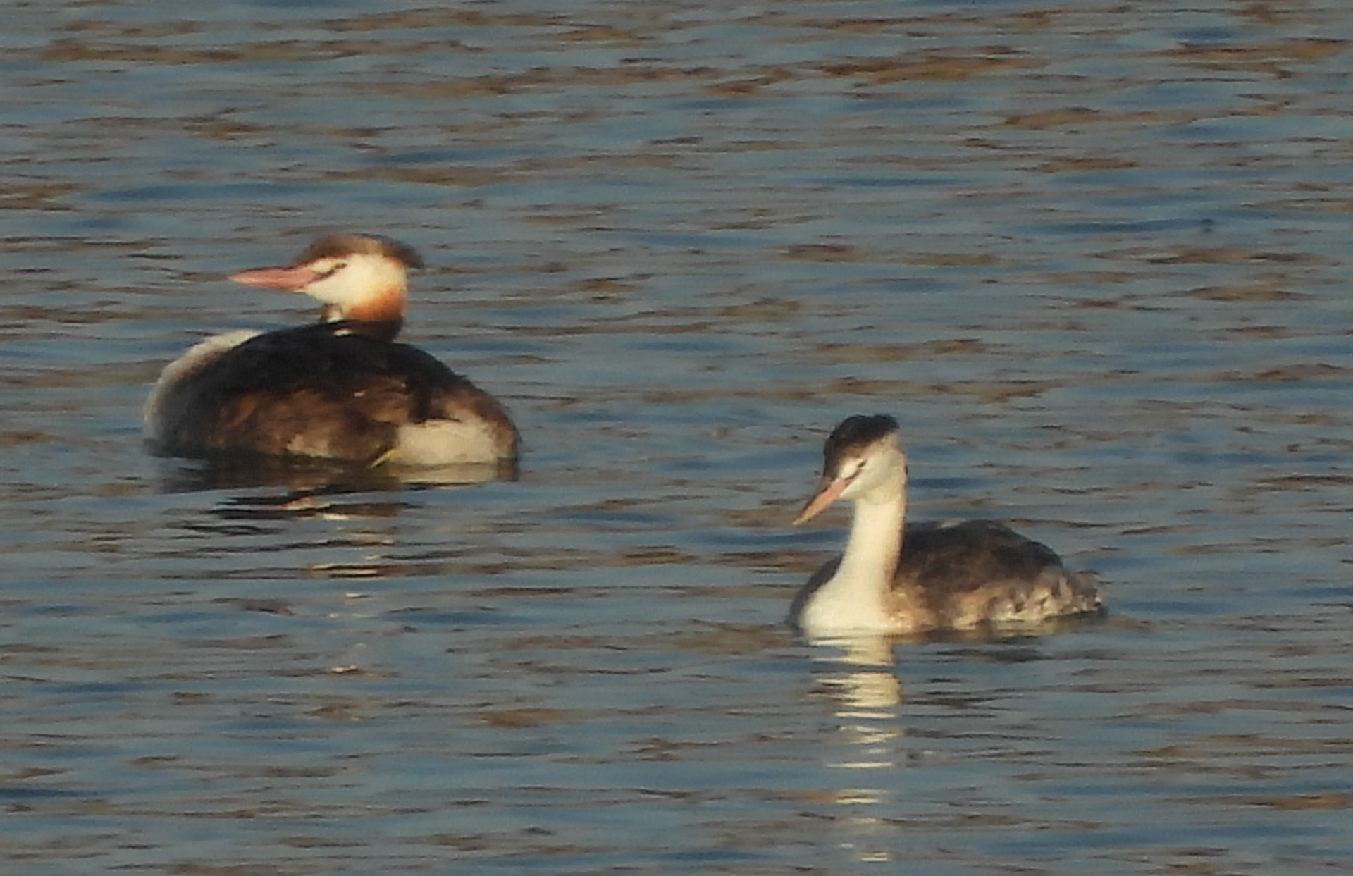 Great Crested Grebe