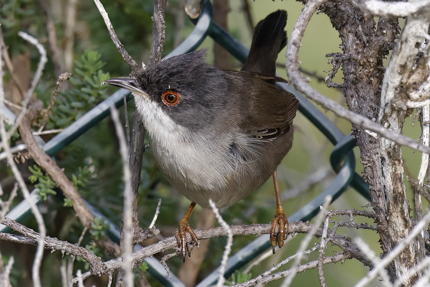 Sardinian Warbler