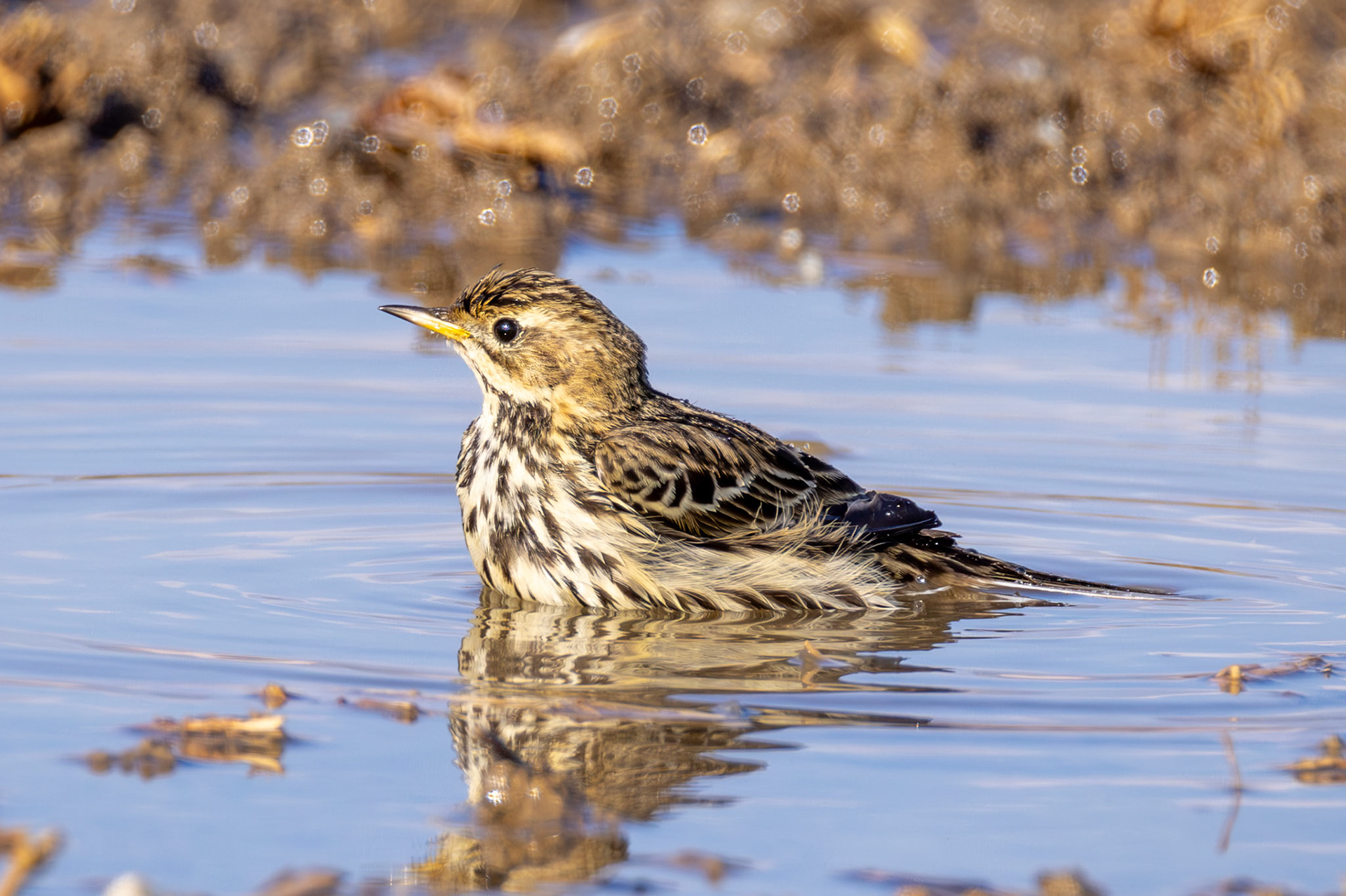 Meadow Pipit