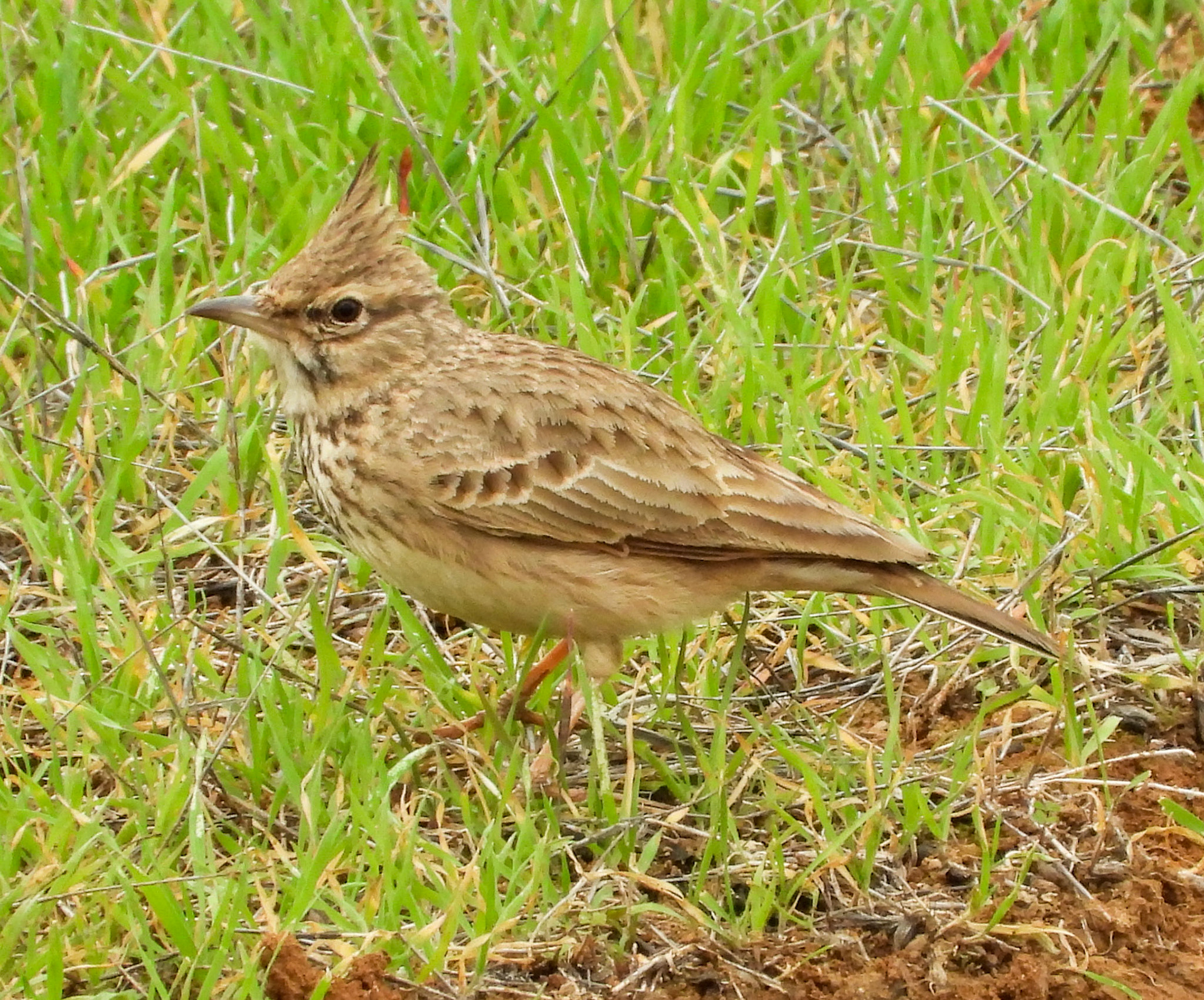 Crested Lark