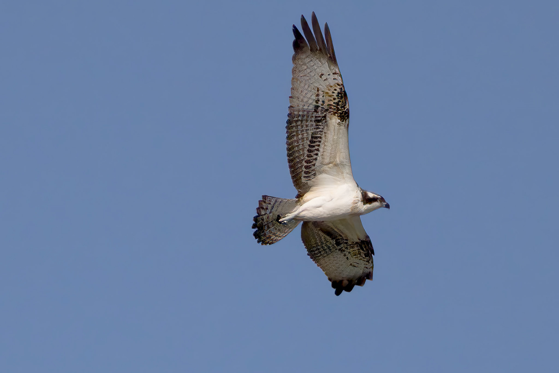 Osprey