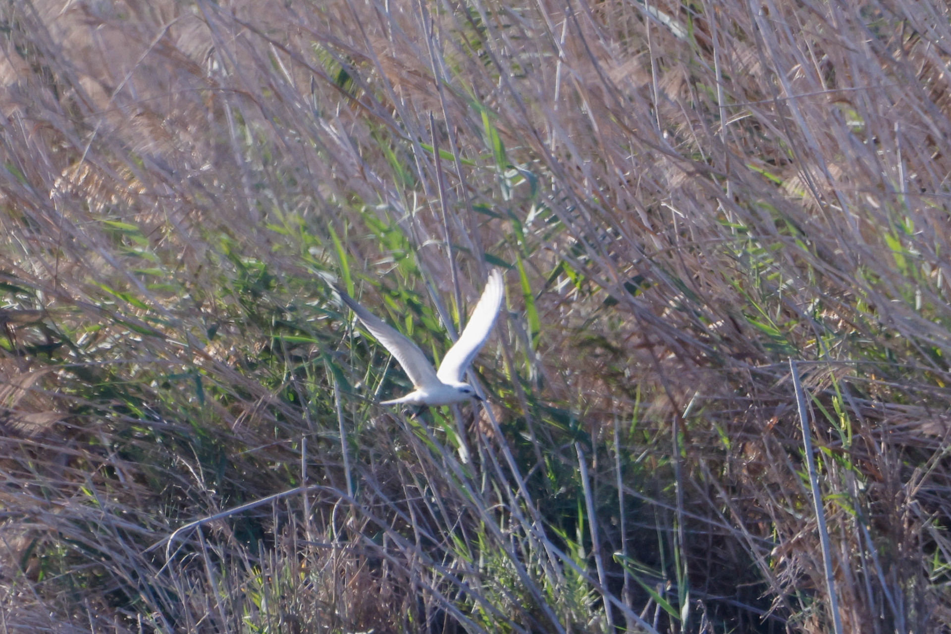 Gull-billed Tern