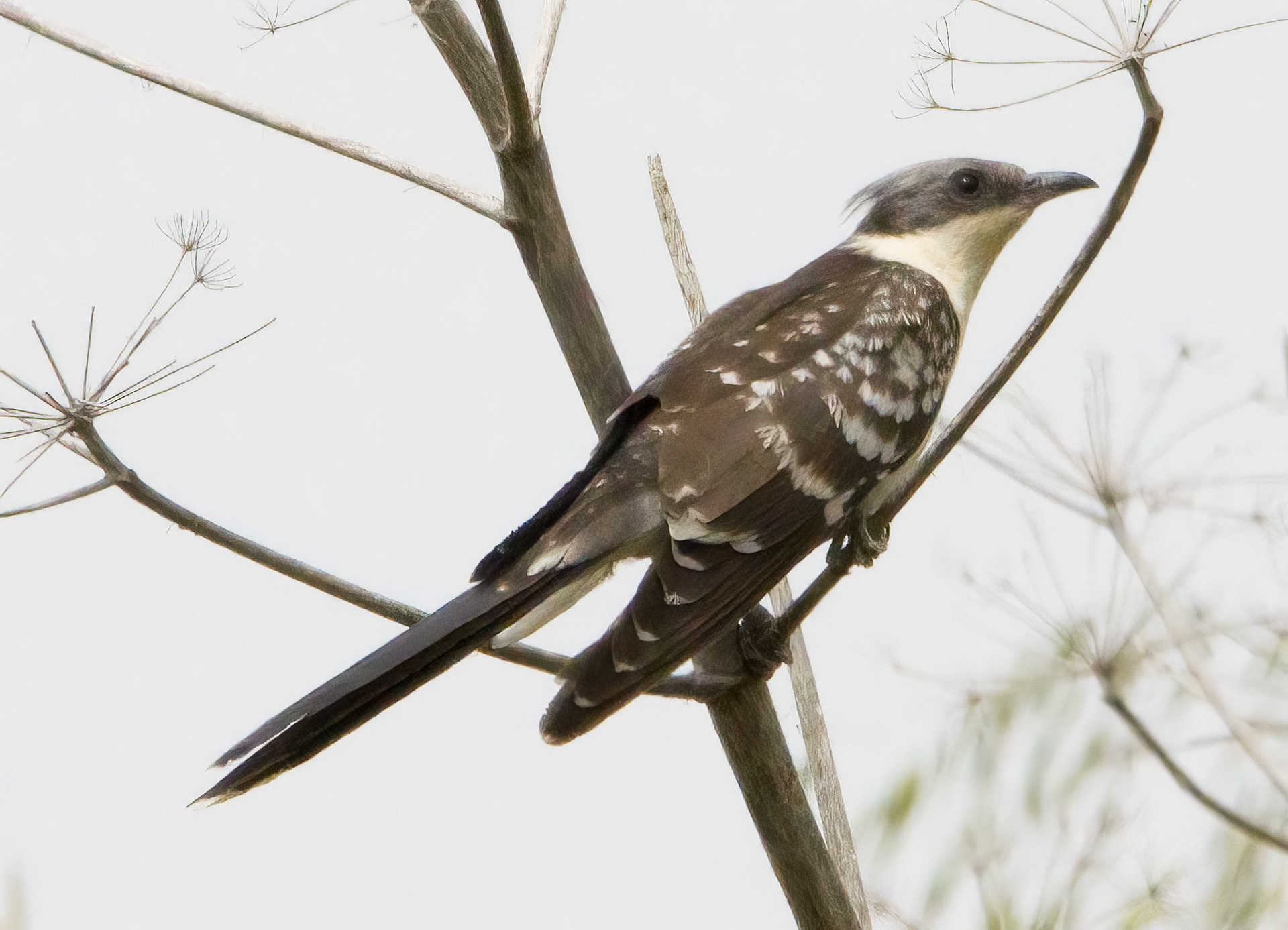 Great Spotted Cuckoo