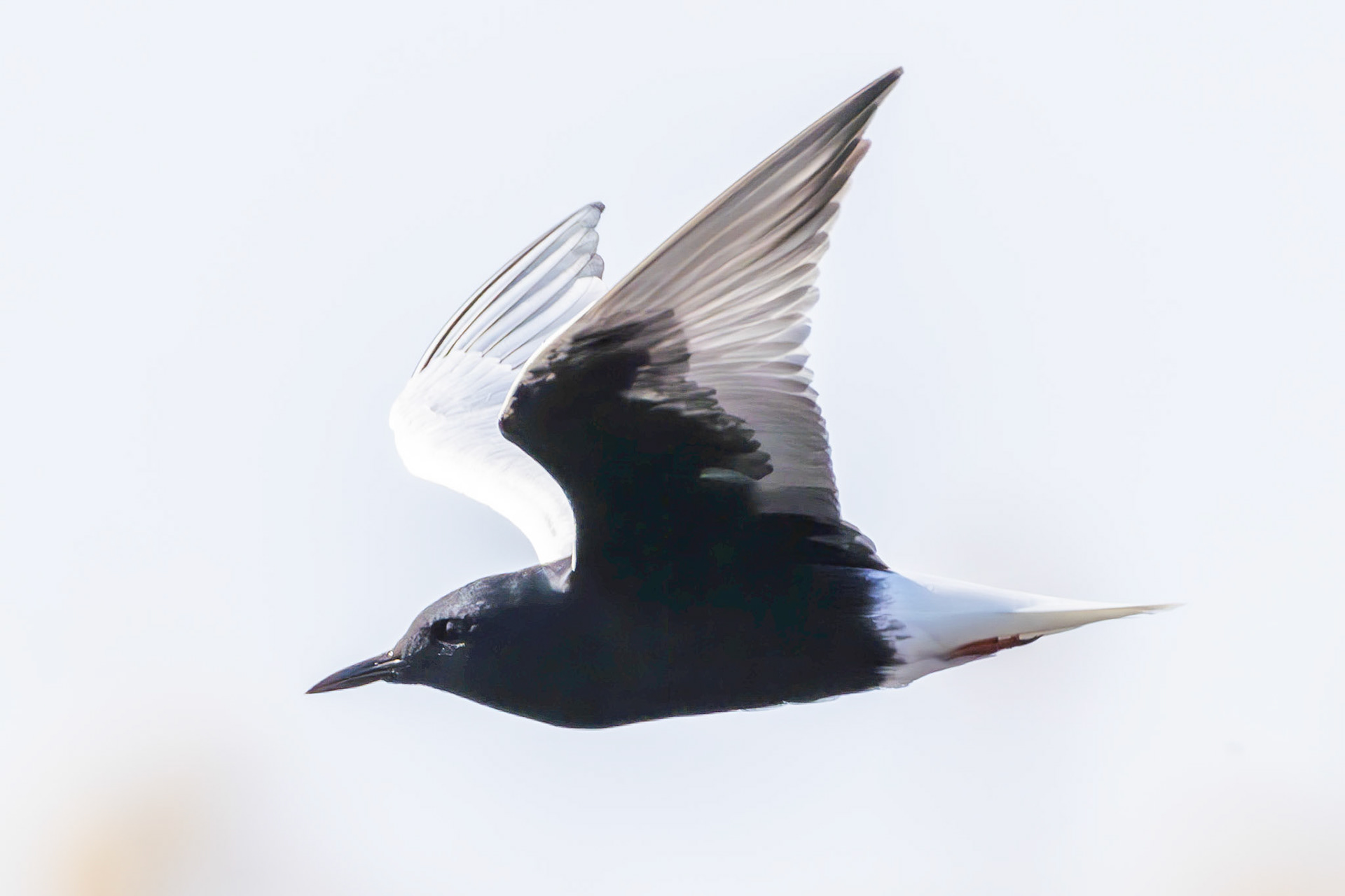 White-winged Tern