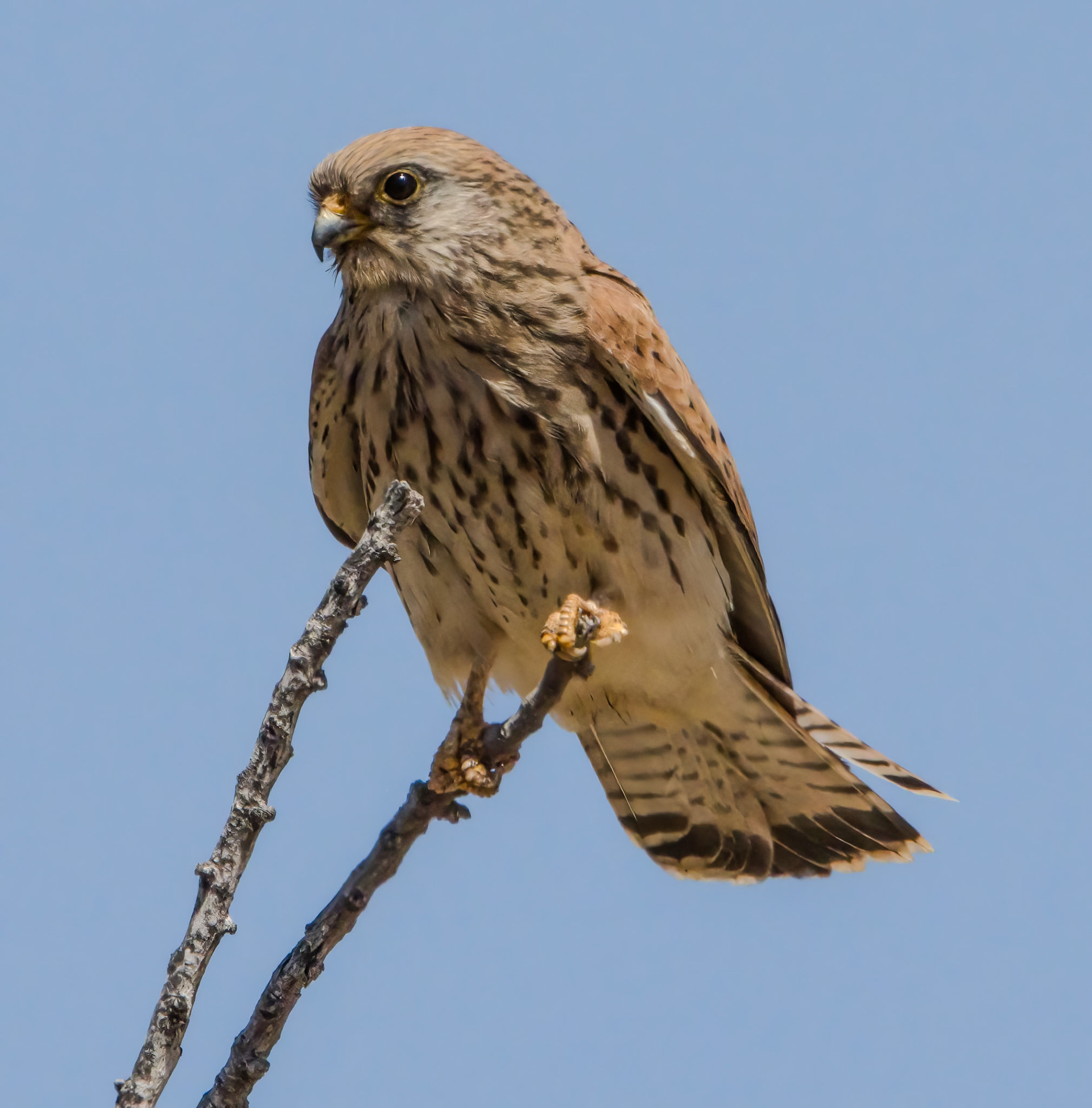 Lesser Kestrel