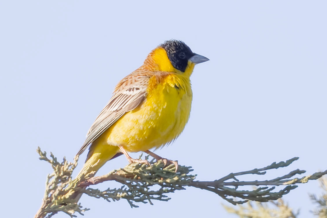 Black-headed Bunting