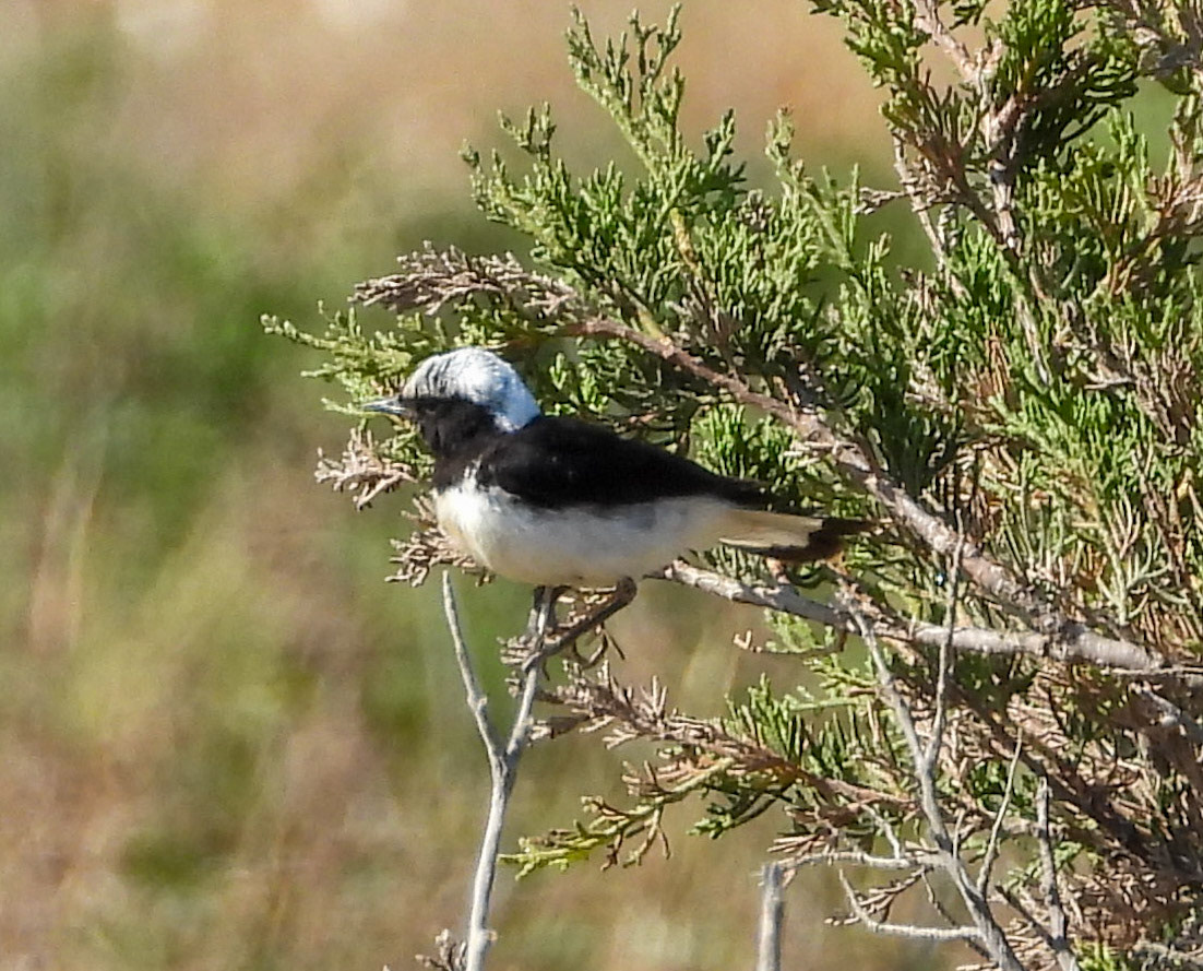 Cyprus Wheatear