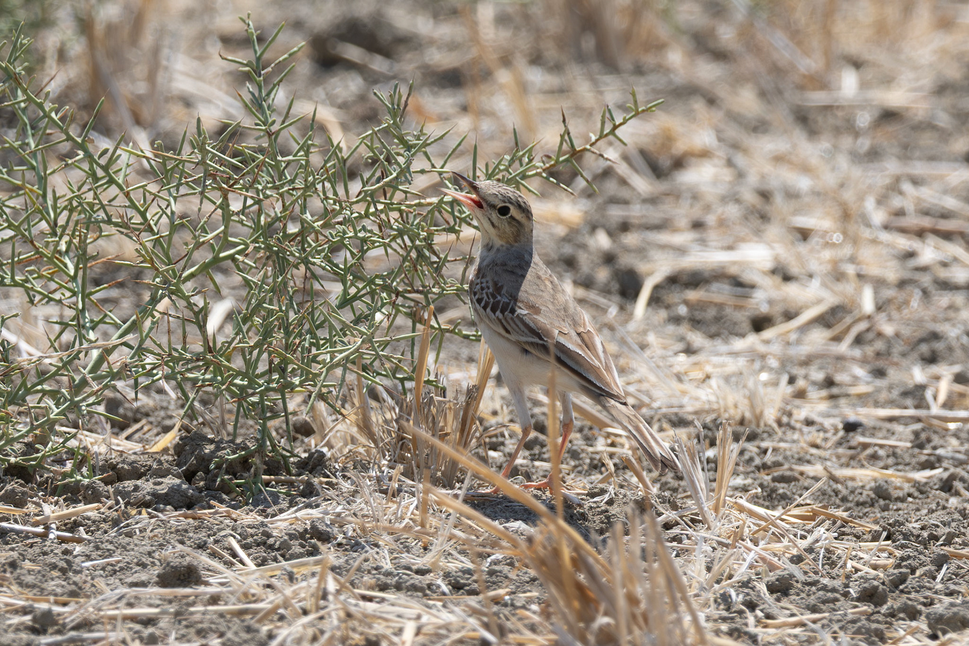 Tawny Pipit