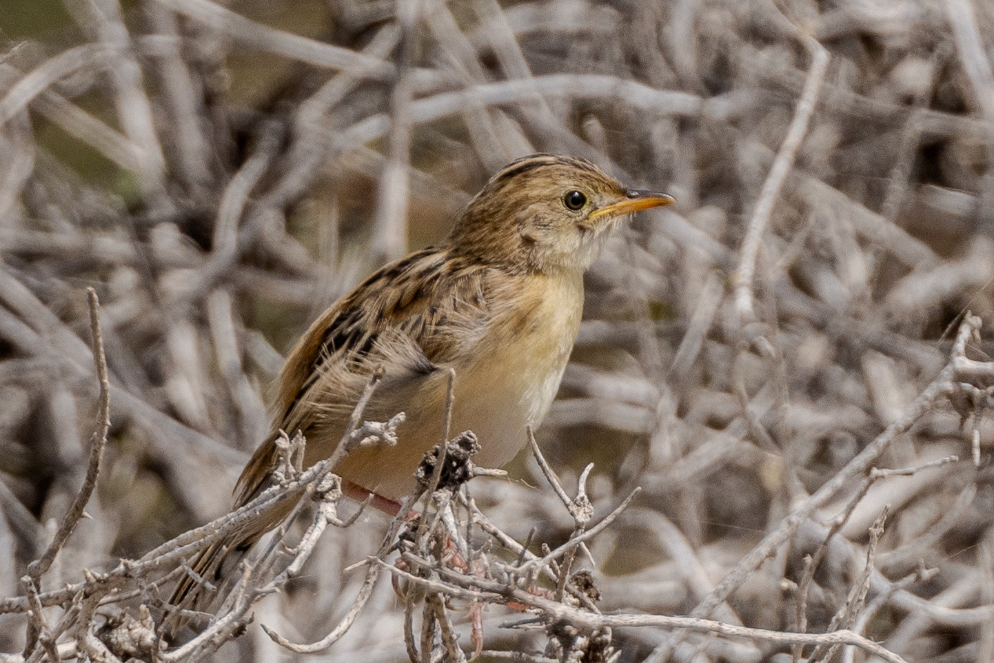 Zitting Cisticola