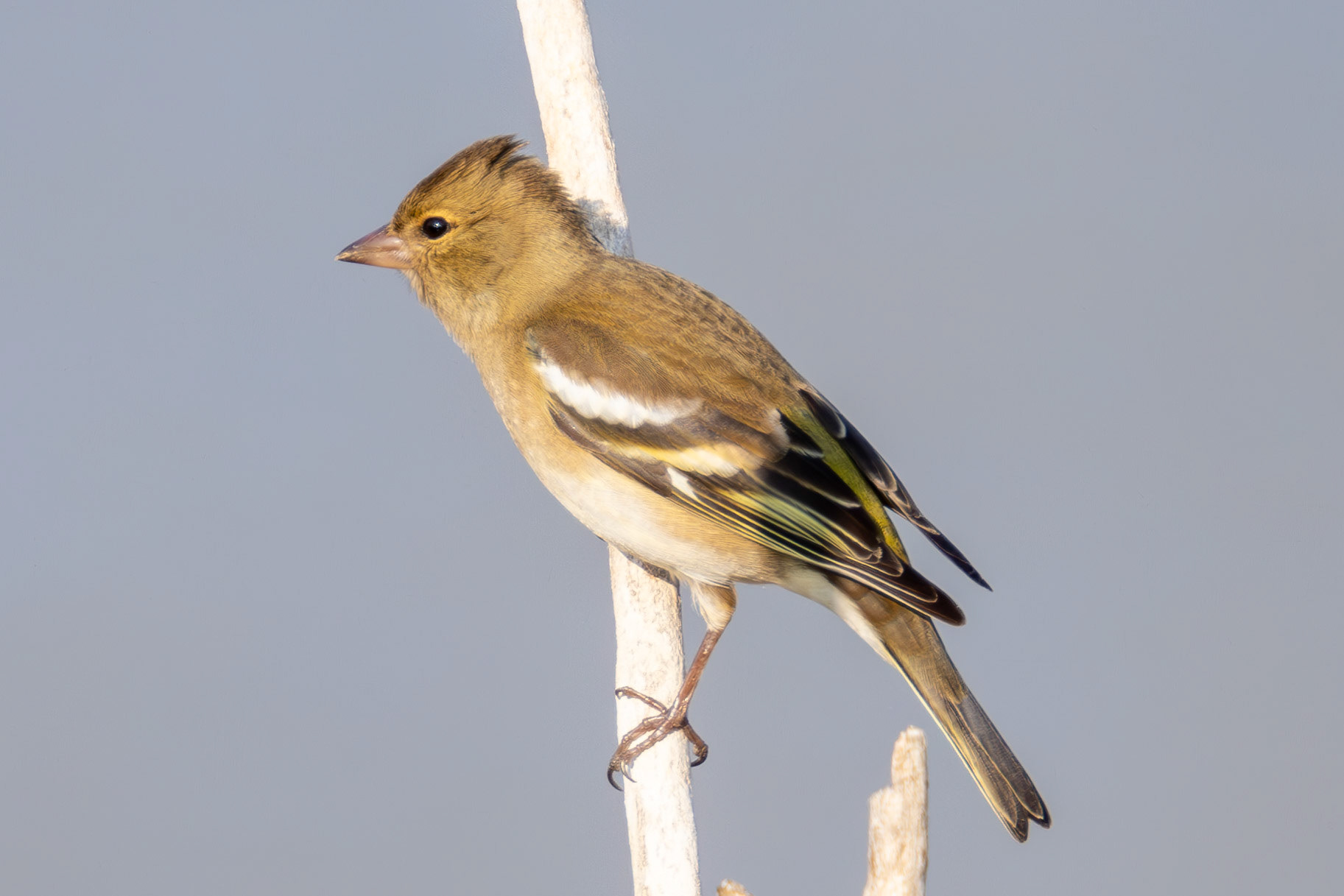 Chaffinch fem