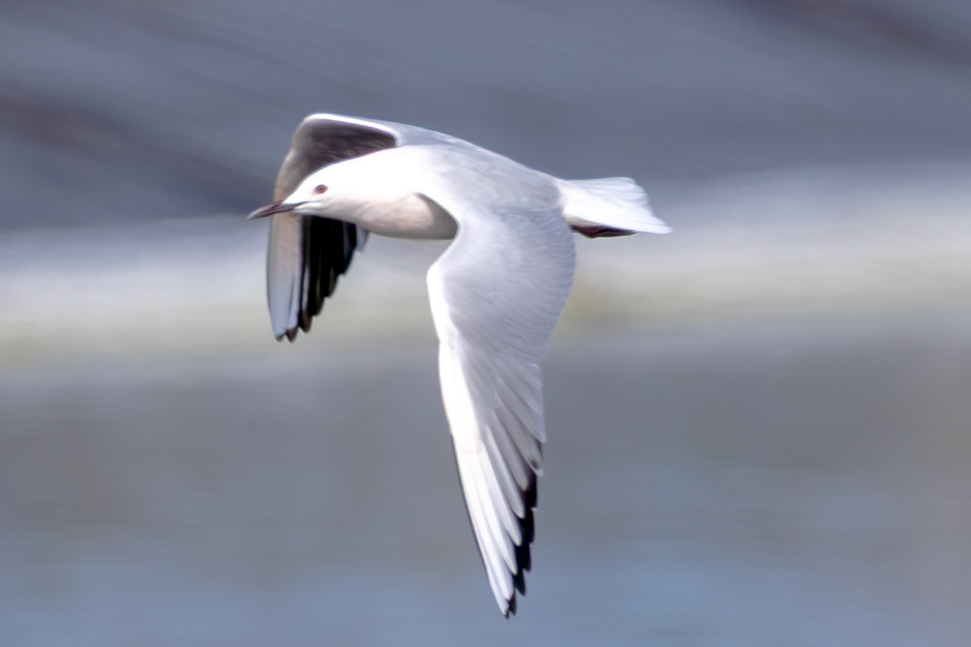 Slendfer-billed Gull