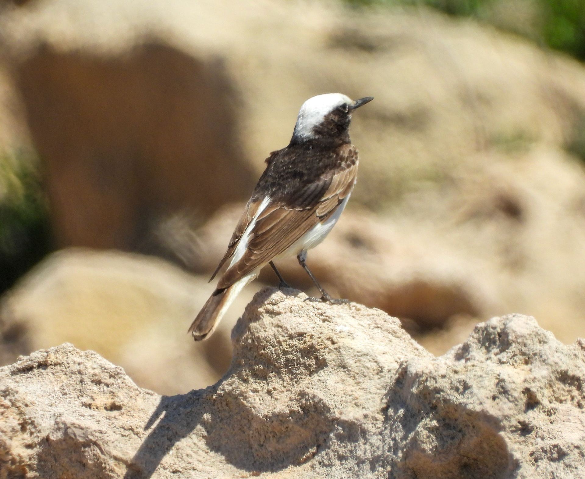 Hooded Wheatear