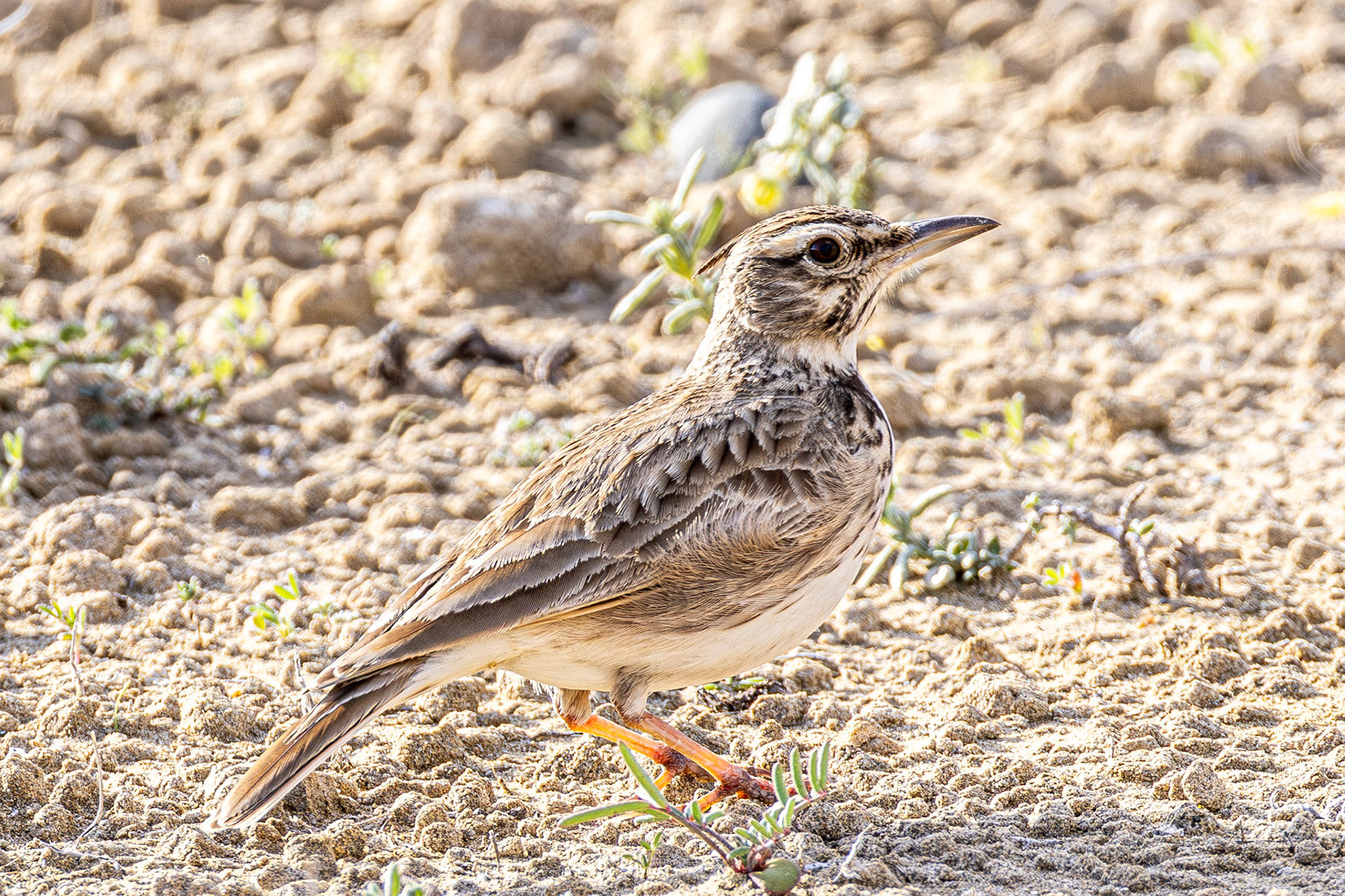 Crested Lark