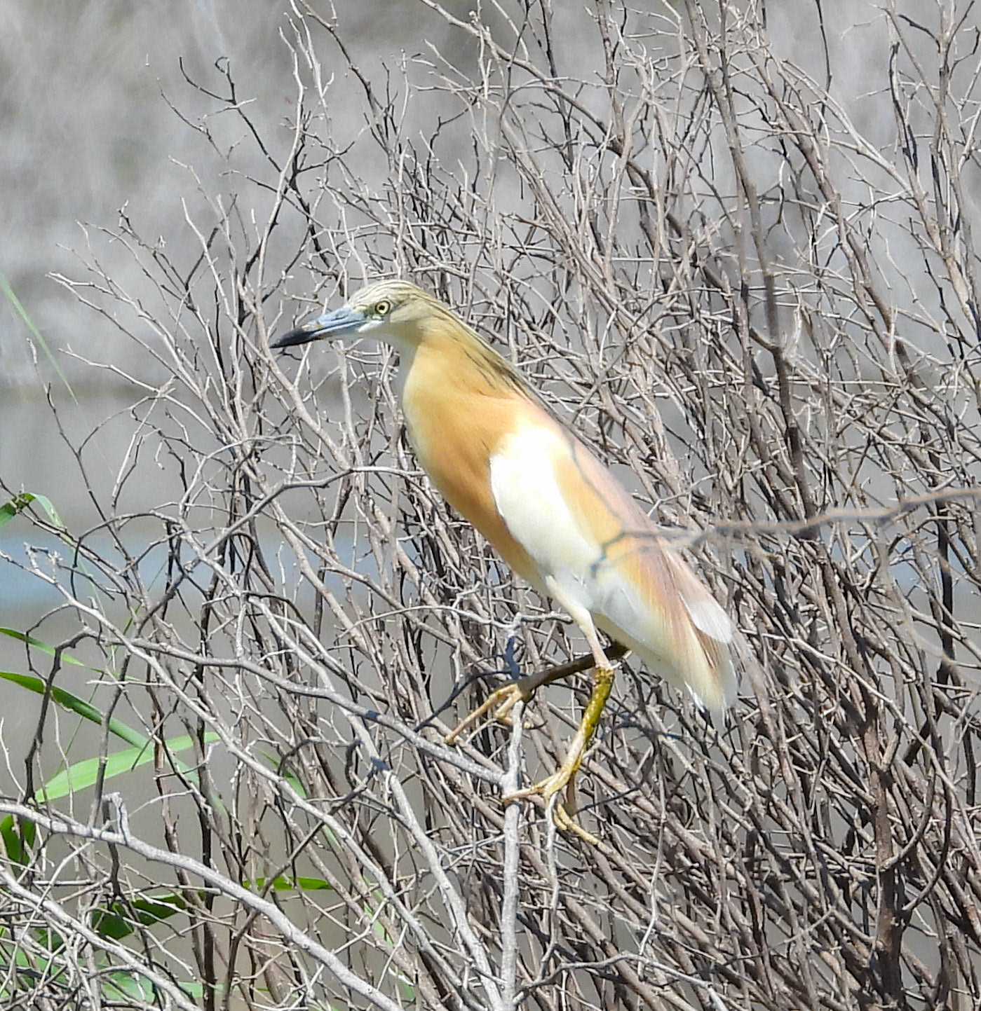 Squacco Heron