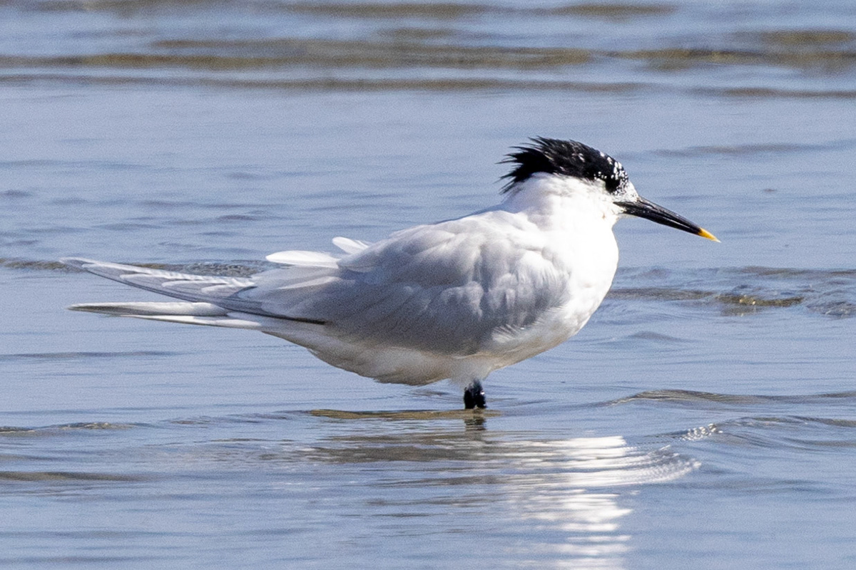 Sandwich Tern