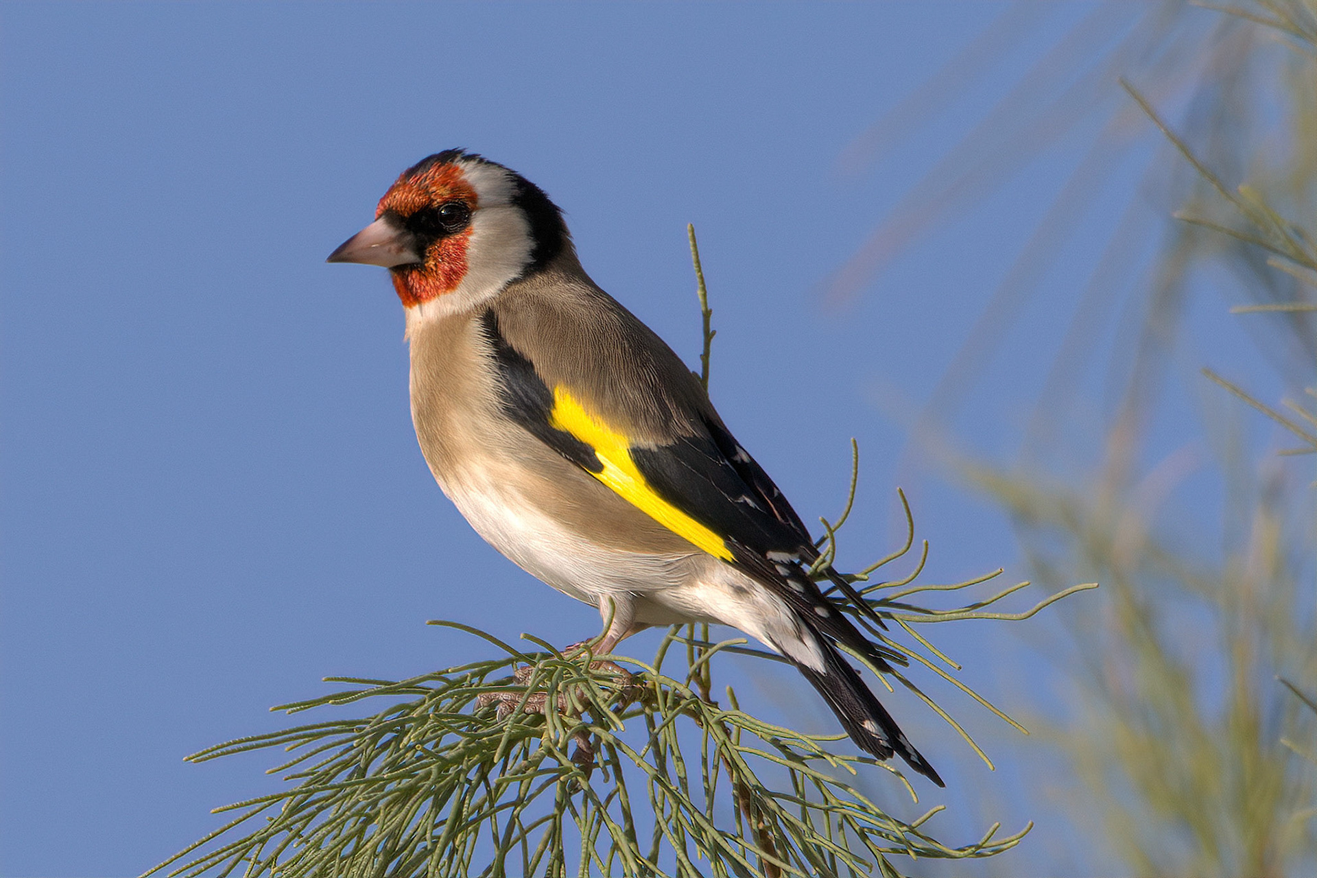 Goldfinch